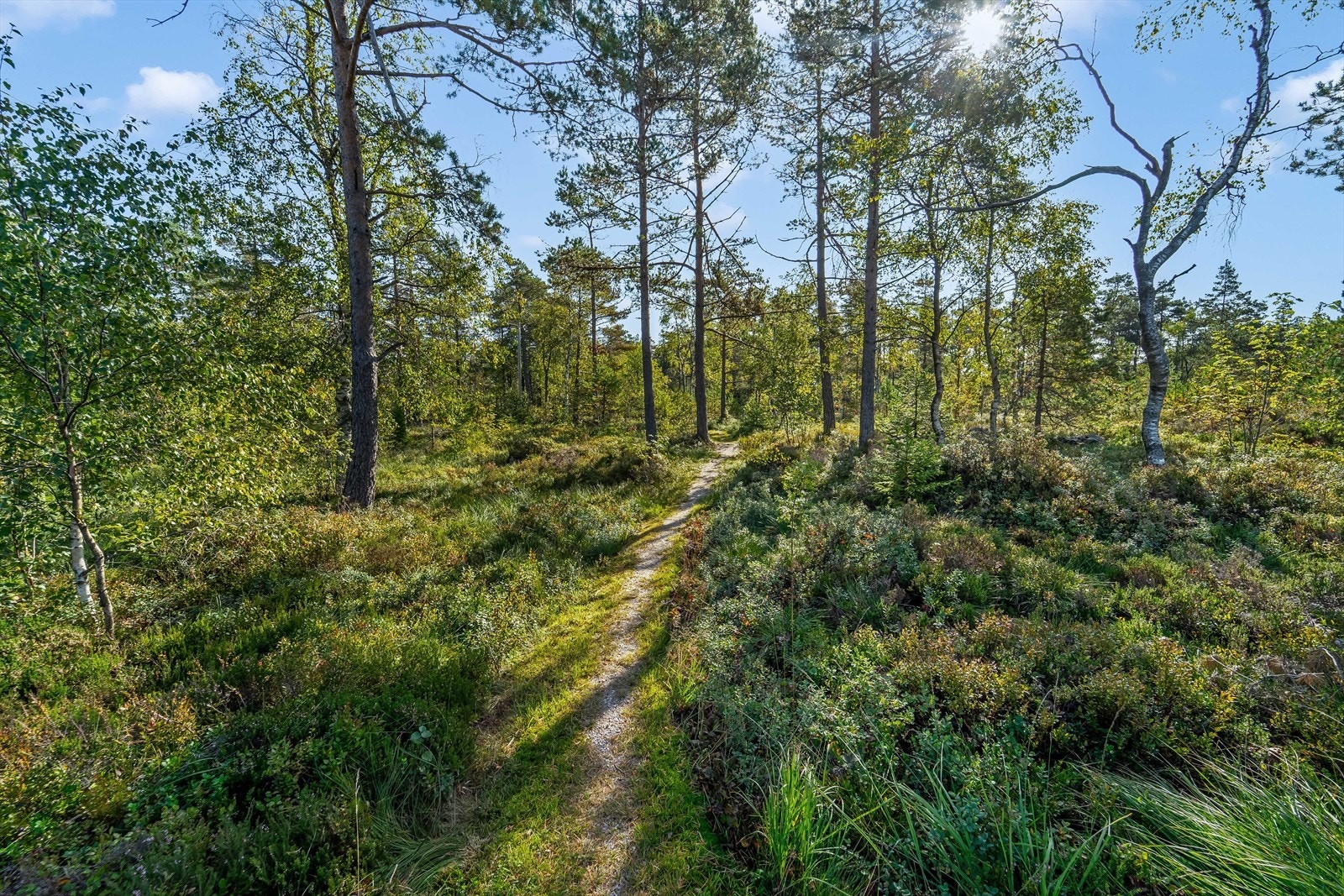 Stien inn til hytta Galleribilde