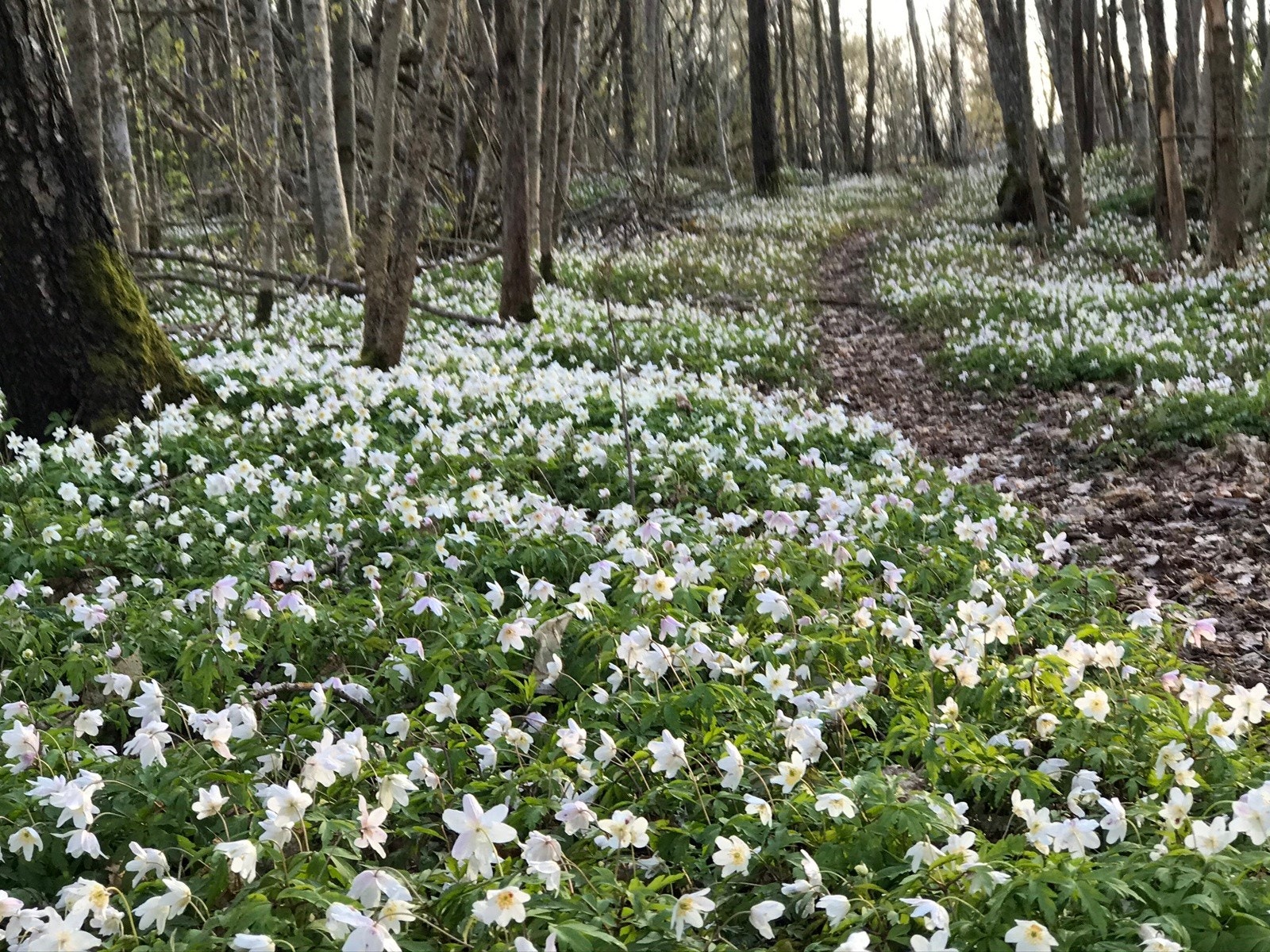 Turstien i vårprakt Galleribilde
