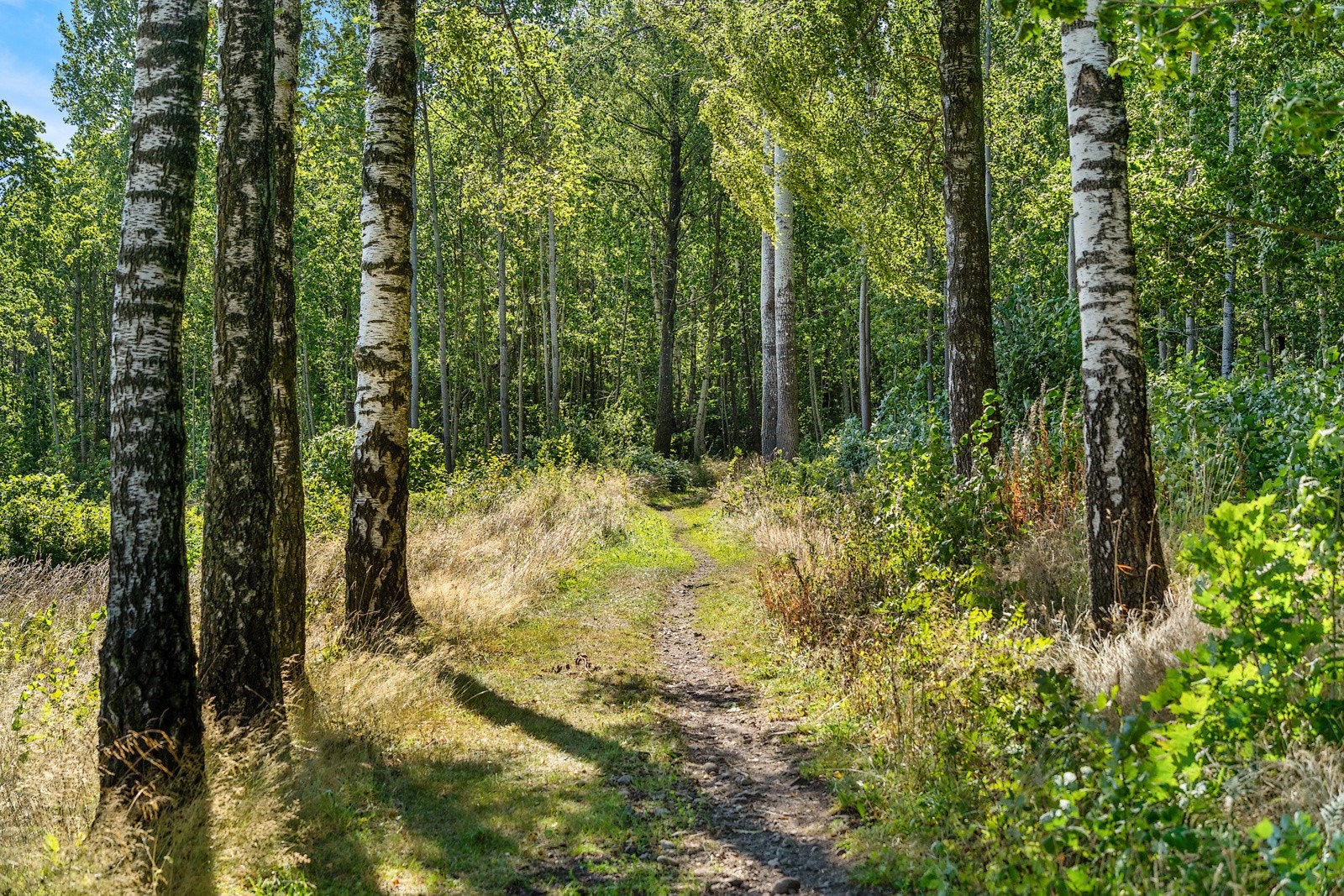 Turstien bak huset leder til nettverk av turstier Galleribilde