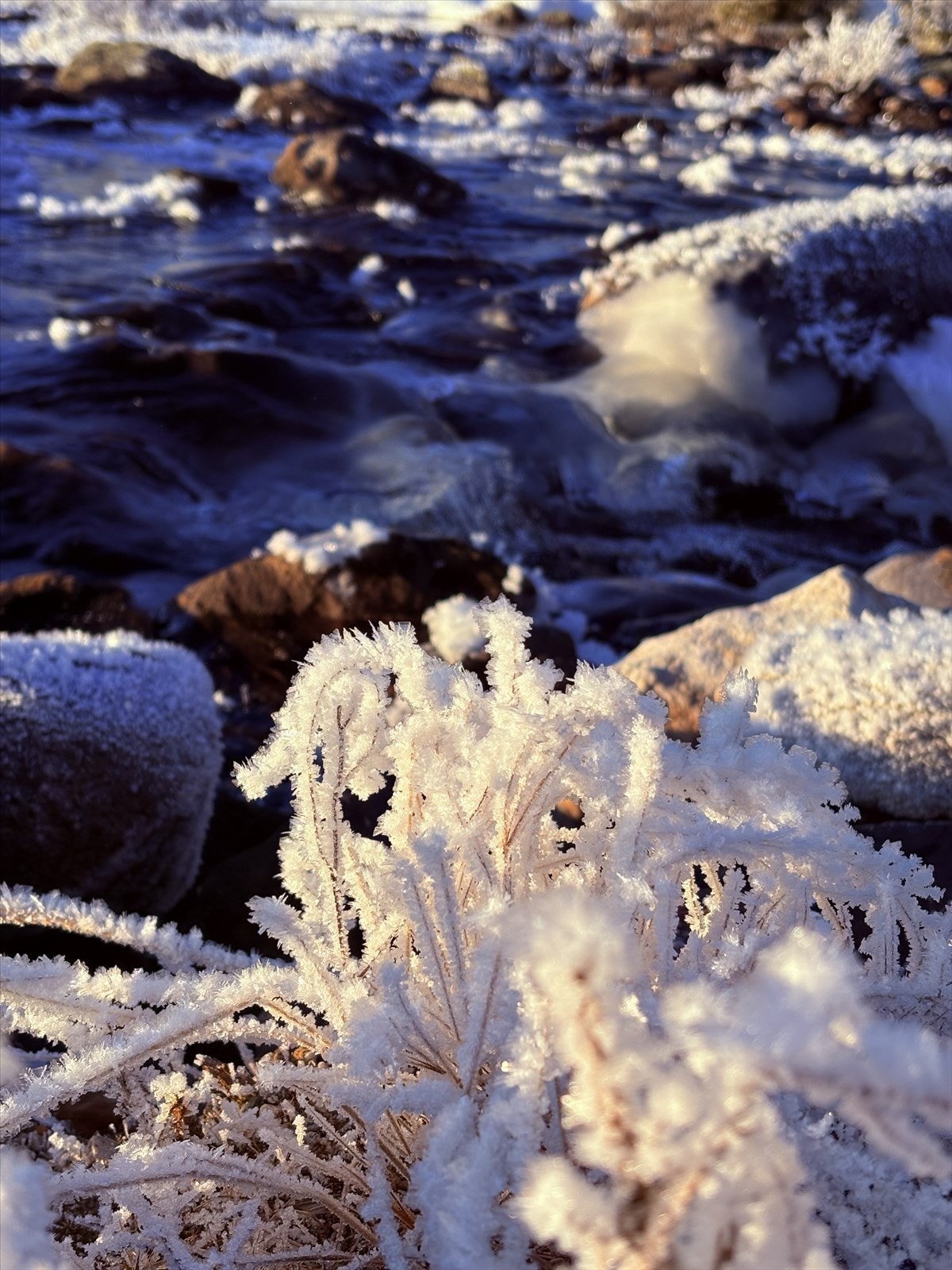 Selgers private bilder Galleribilde