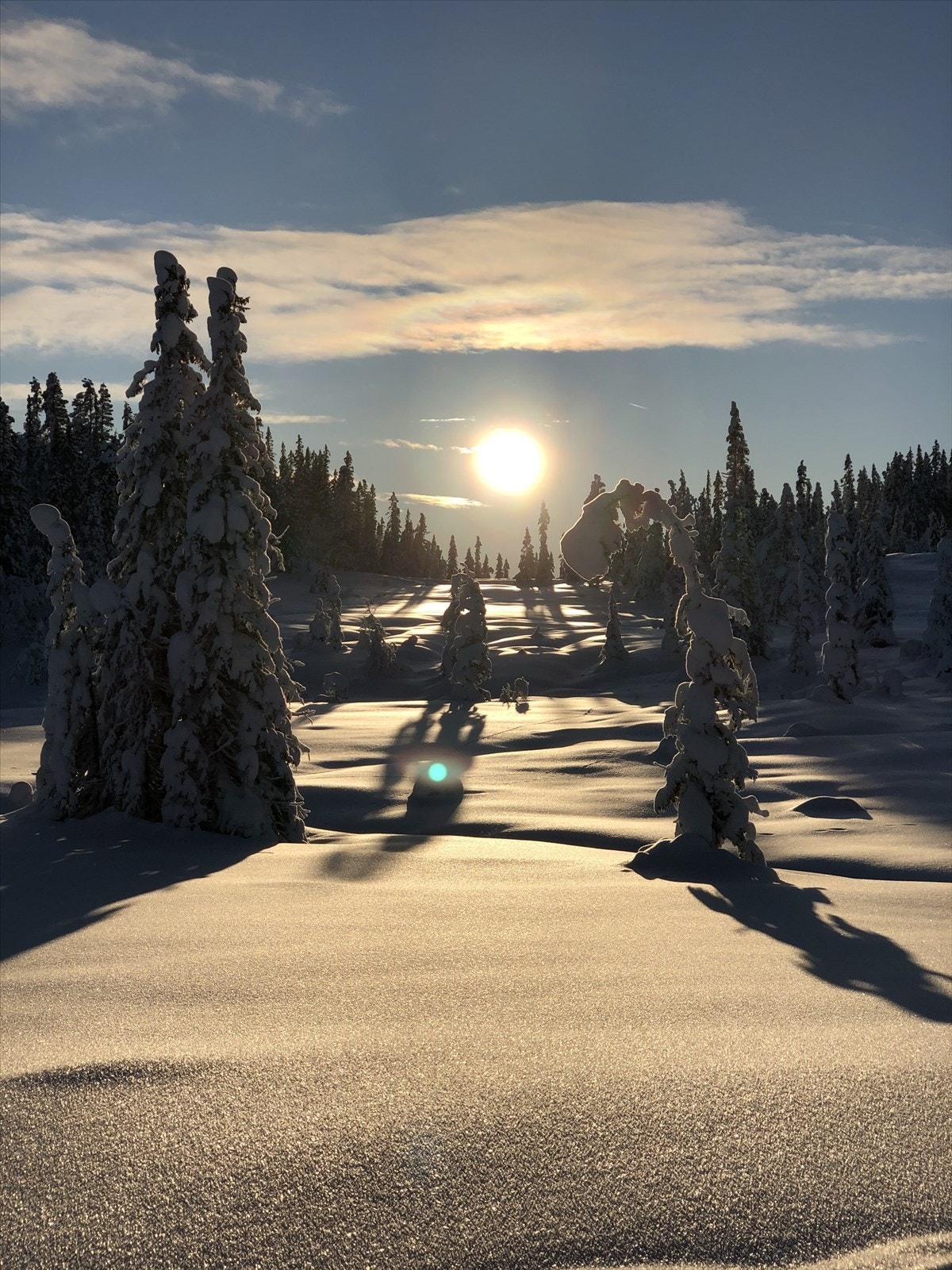 Selgers private bilder Galleribilde