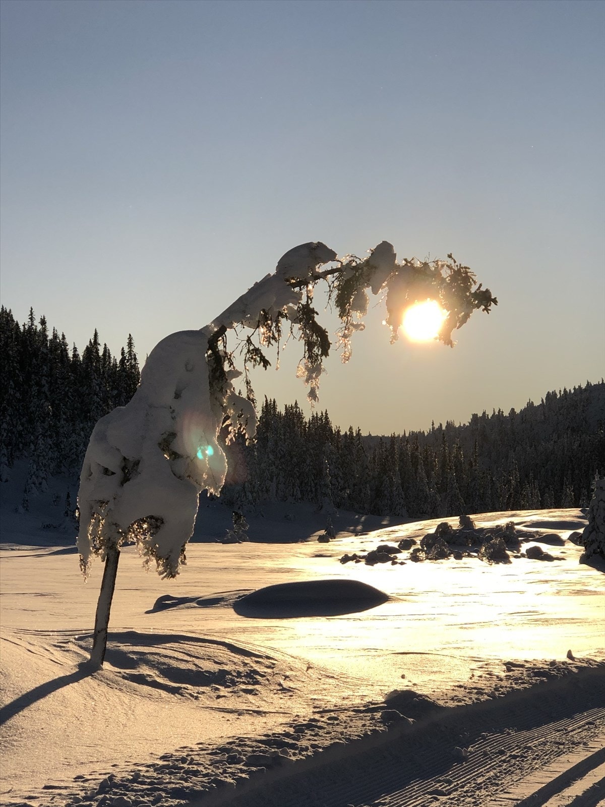 Selgers private bilder Galleribilde