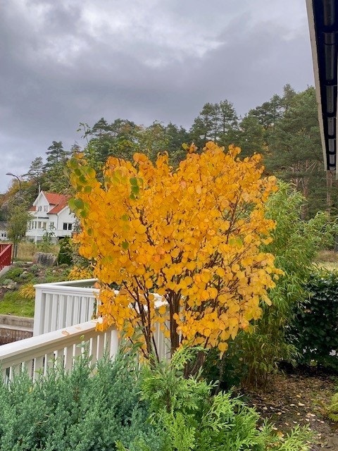 Privat bilde Galleribilde