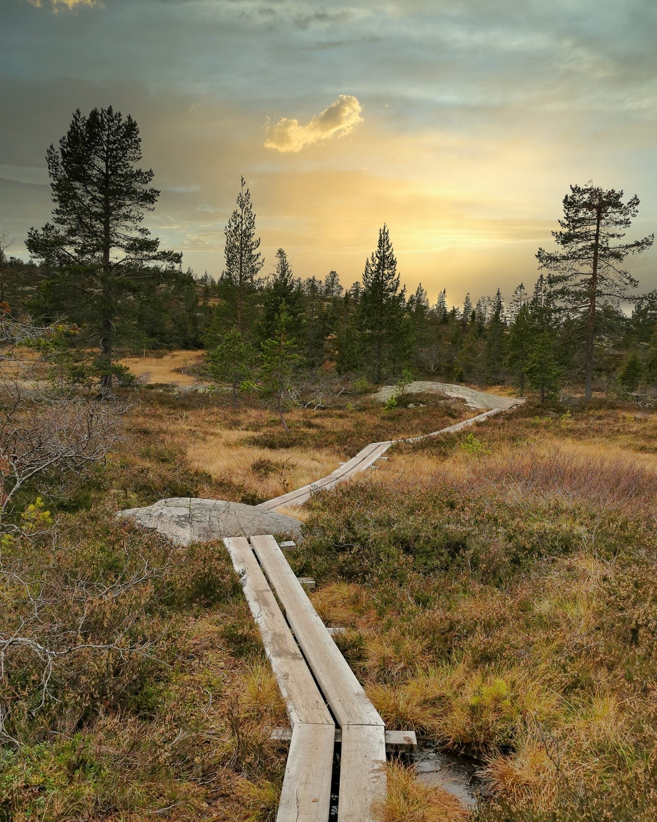 Klopper til Solobua. Galleribilde