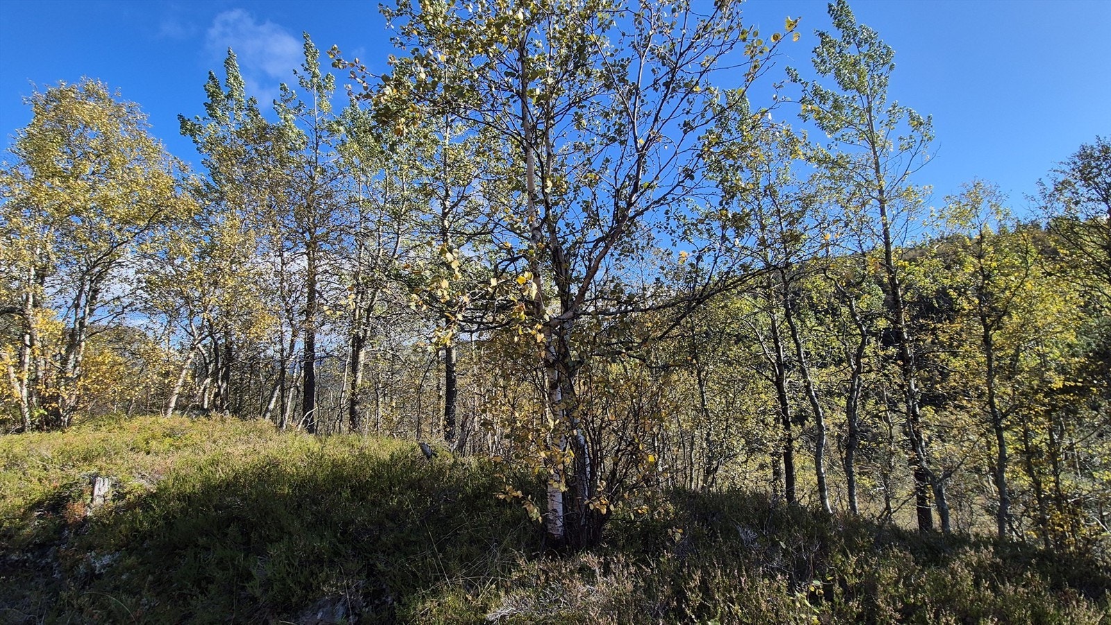 Her er du omringet av flott natur Galleribilde