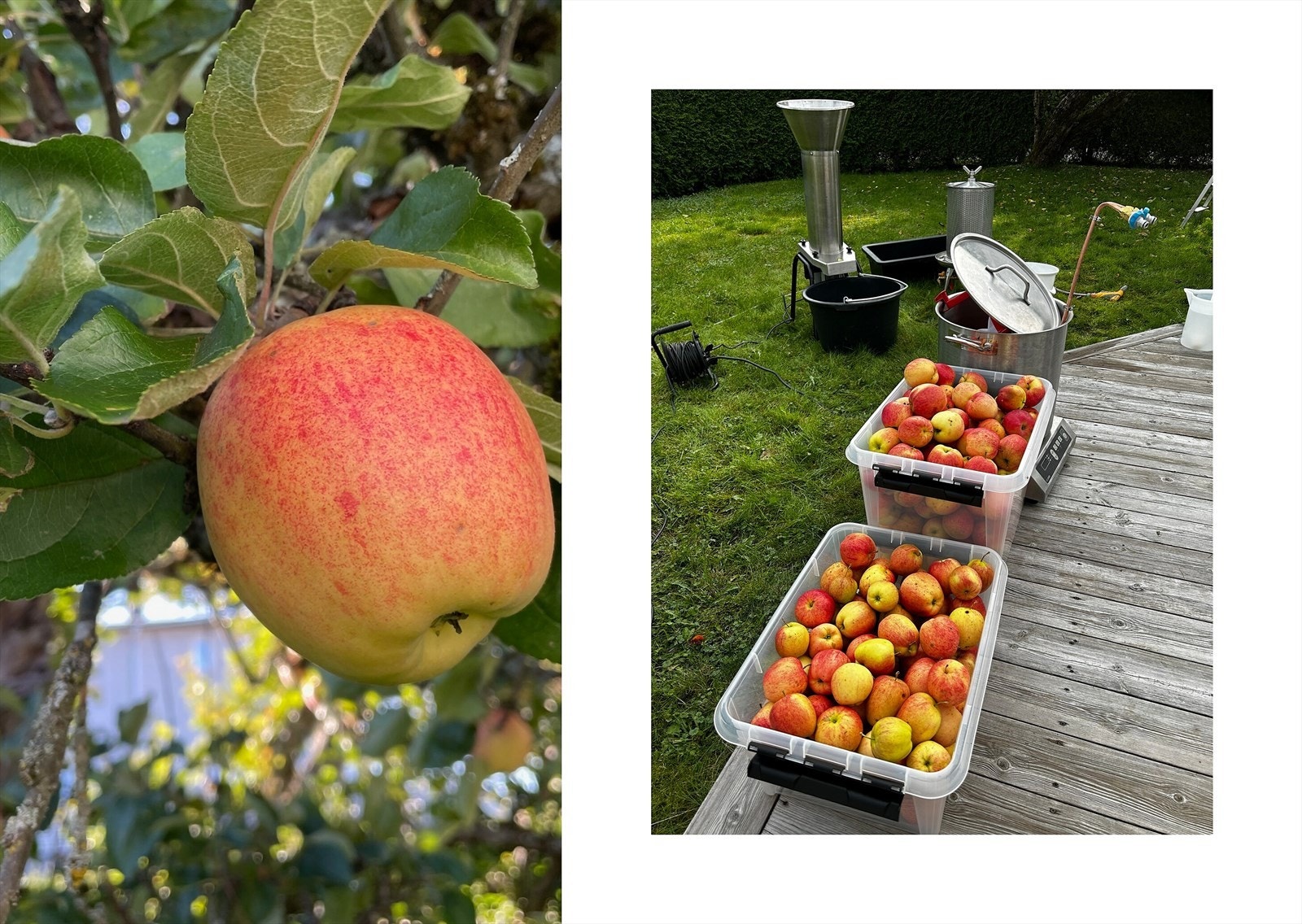 Sommerbilder fra hagen Galleribilde