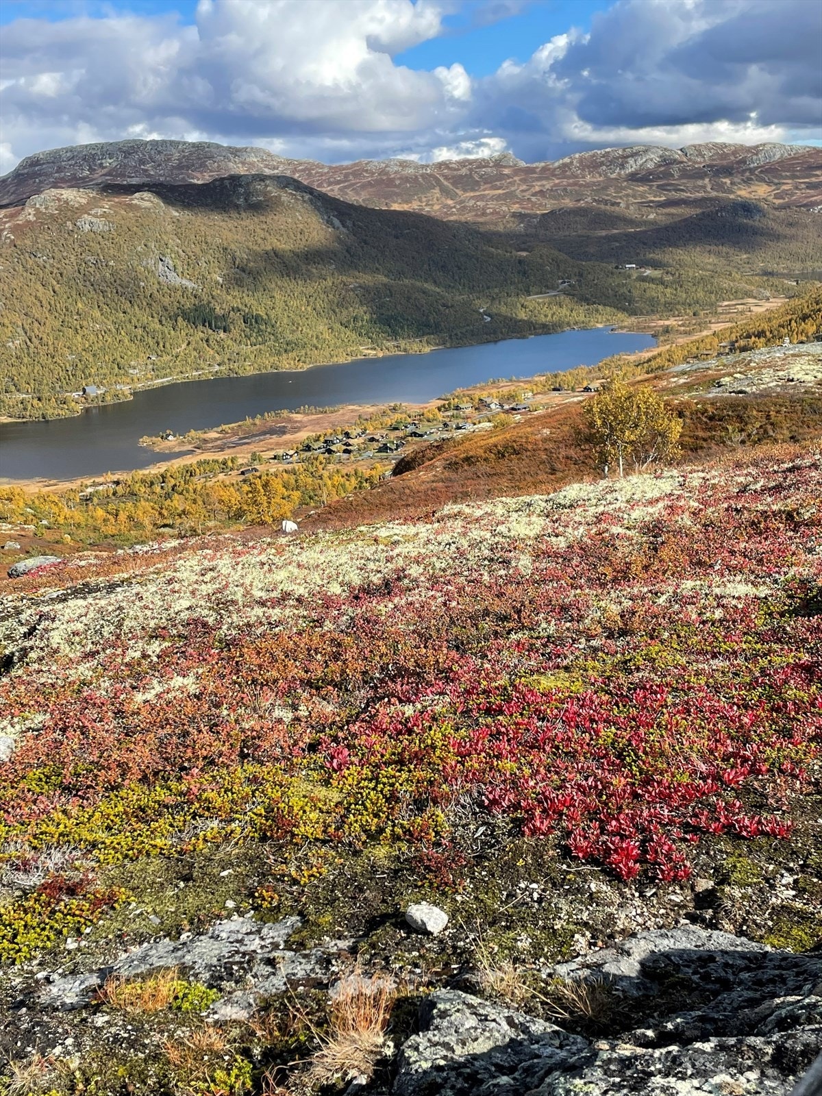 Turbilde Galleribilde