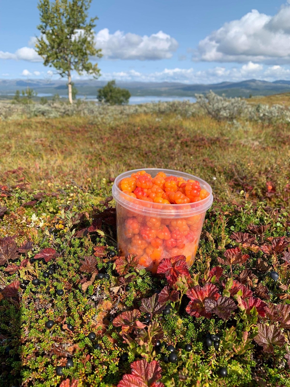 Molteplukking rett ved hytta Galleribilde