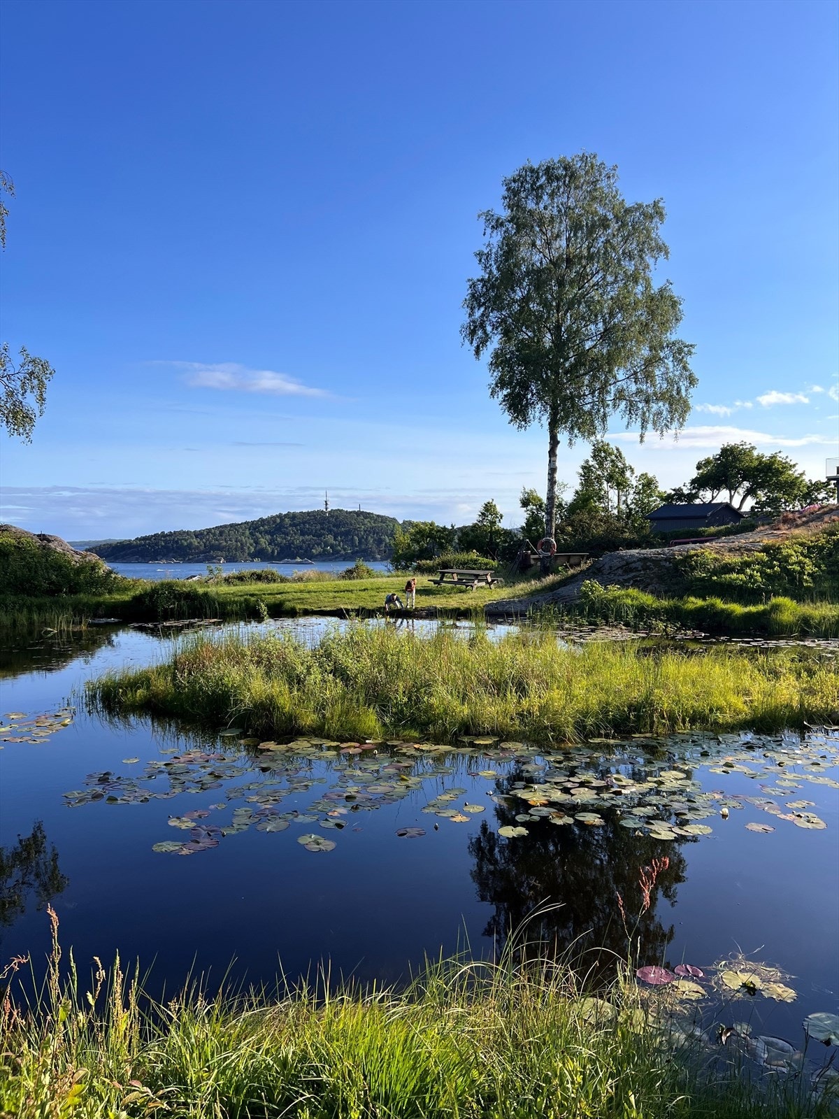 Sommeridyll Galleribilde