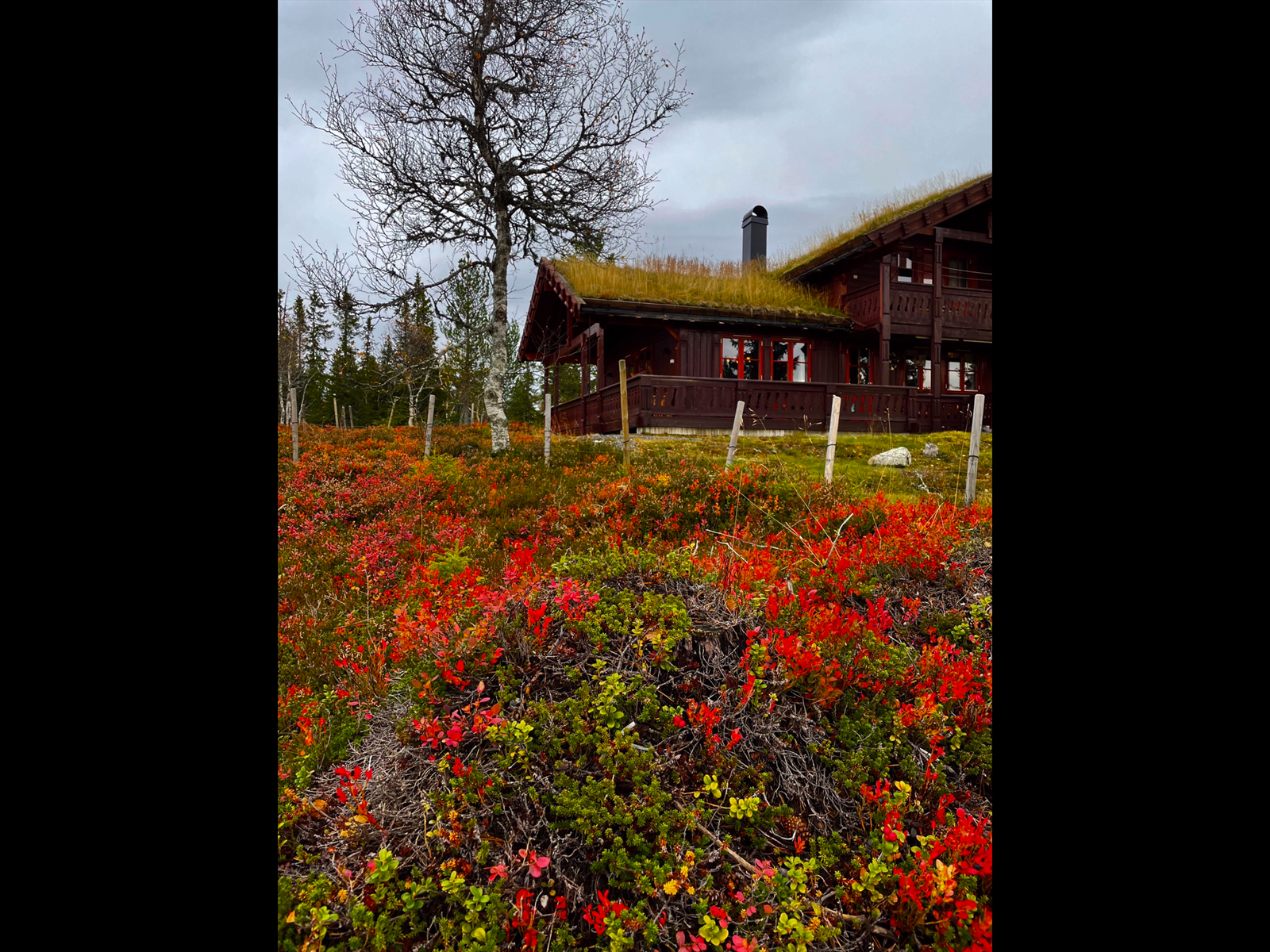 Selgers egne bilder Galleribilde