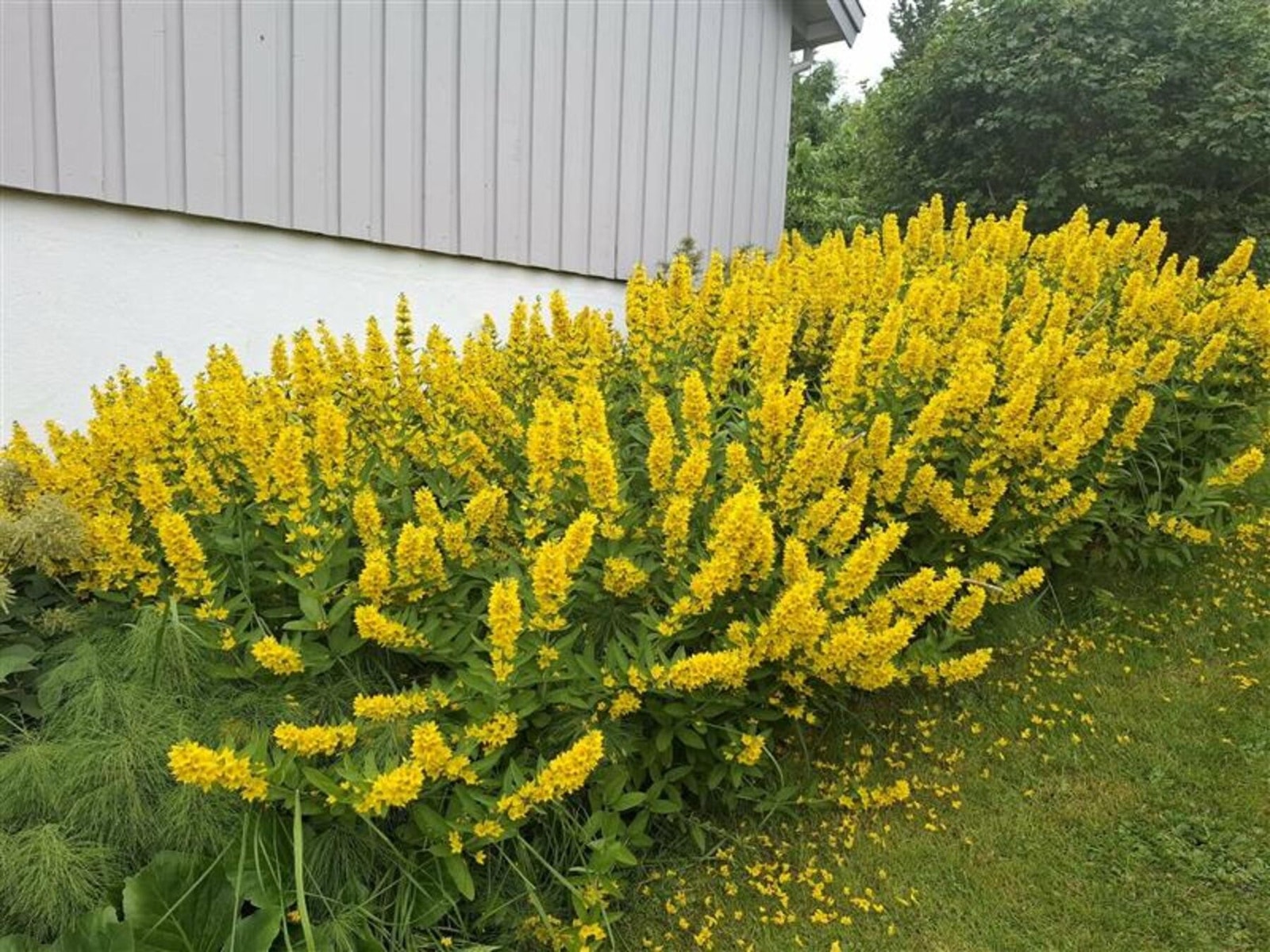 Selger eget bilde av beplanting i hage. Galleribilde