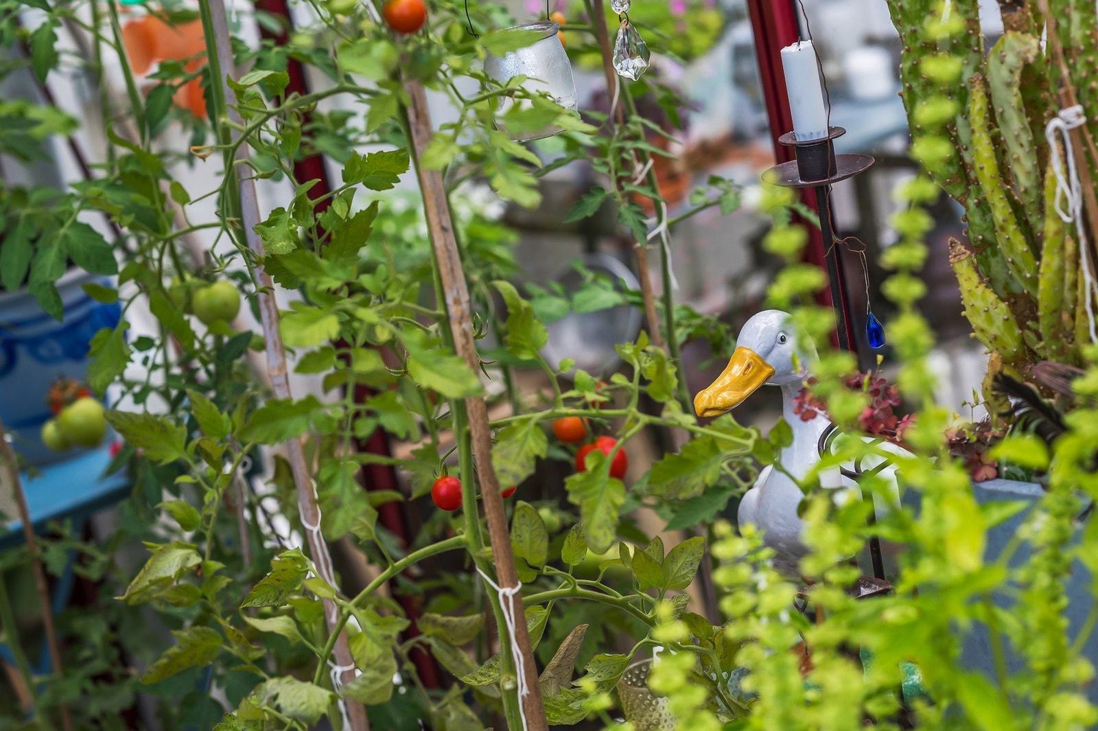 Og flere forskjellige tomater Galleribilde