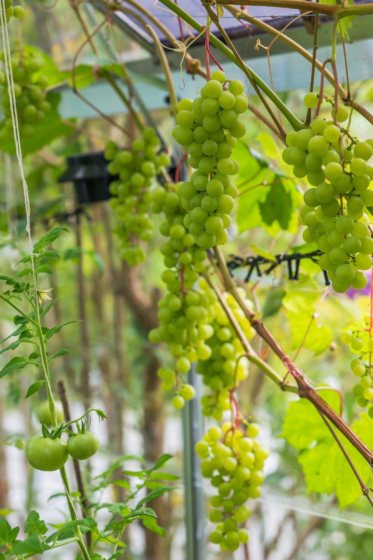 Druer fra eget drivhus Galleribilde