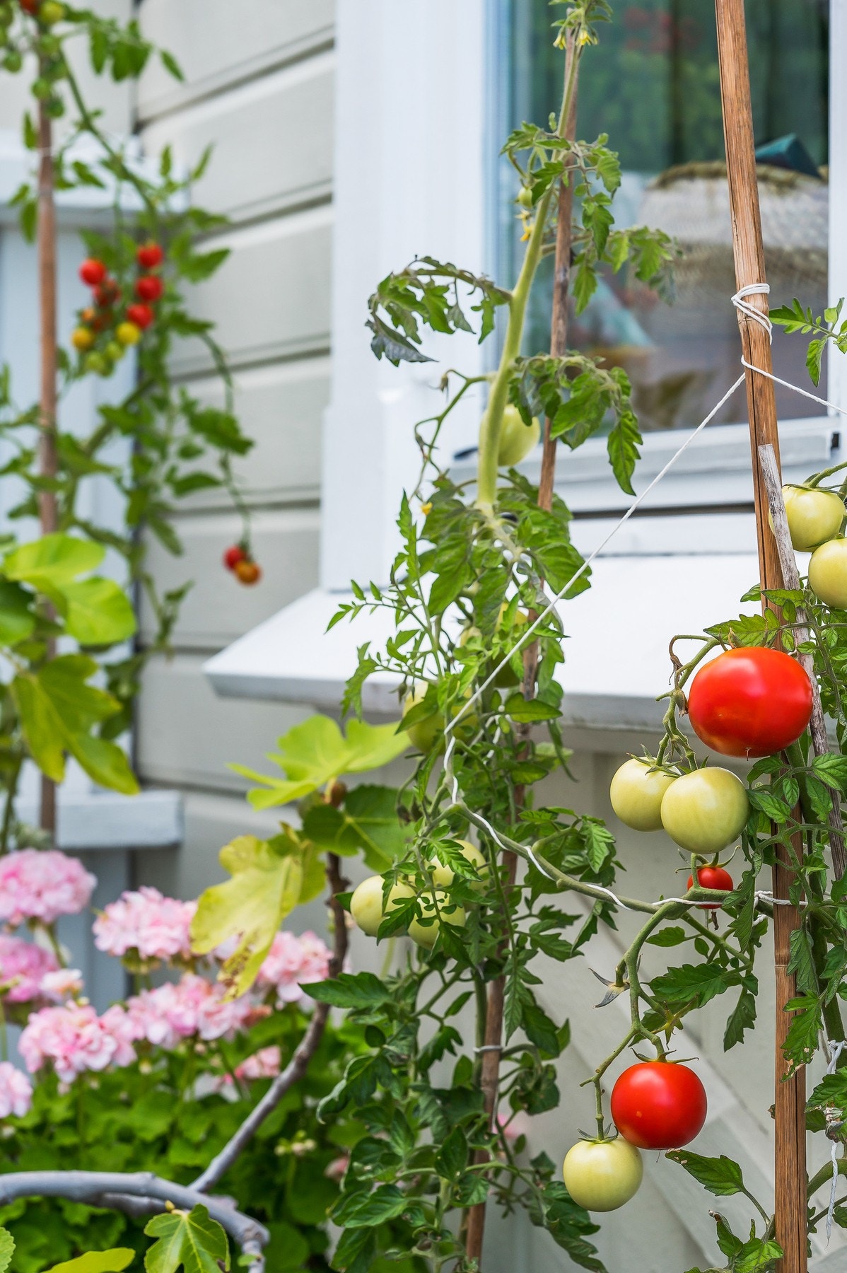 Disse dyrkes både ute og inne Galleribilde