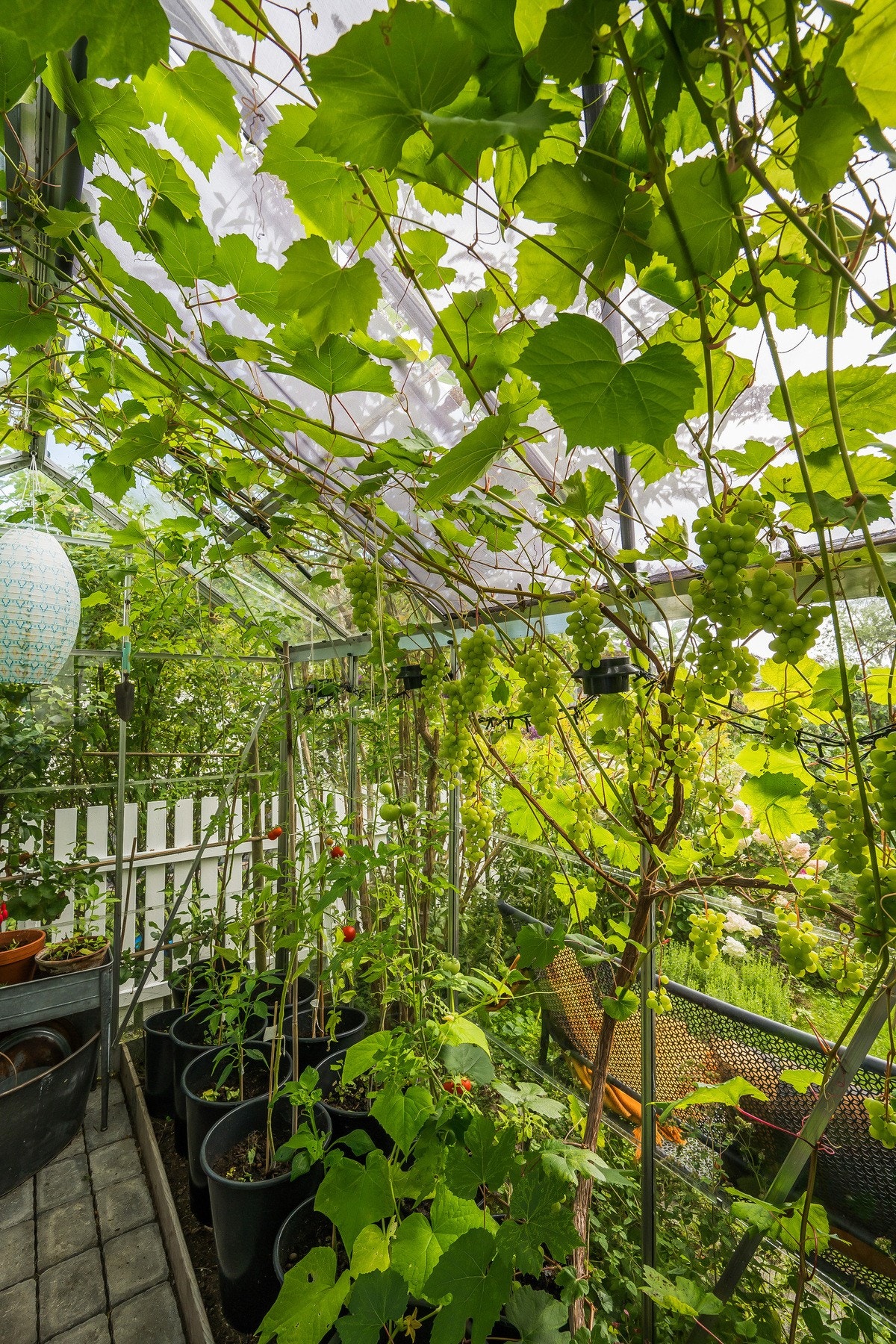 Med to drivhus er mange muligheter for kortreiste grønnsaker Galleribilde