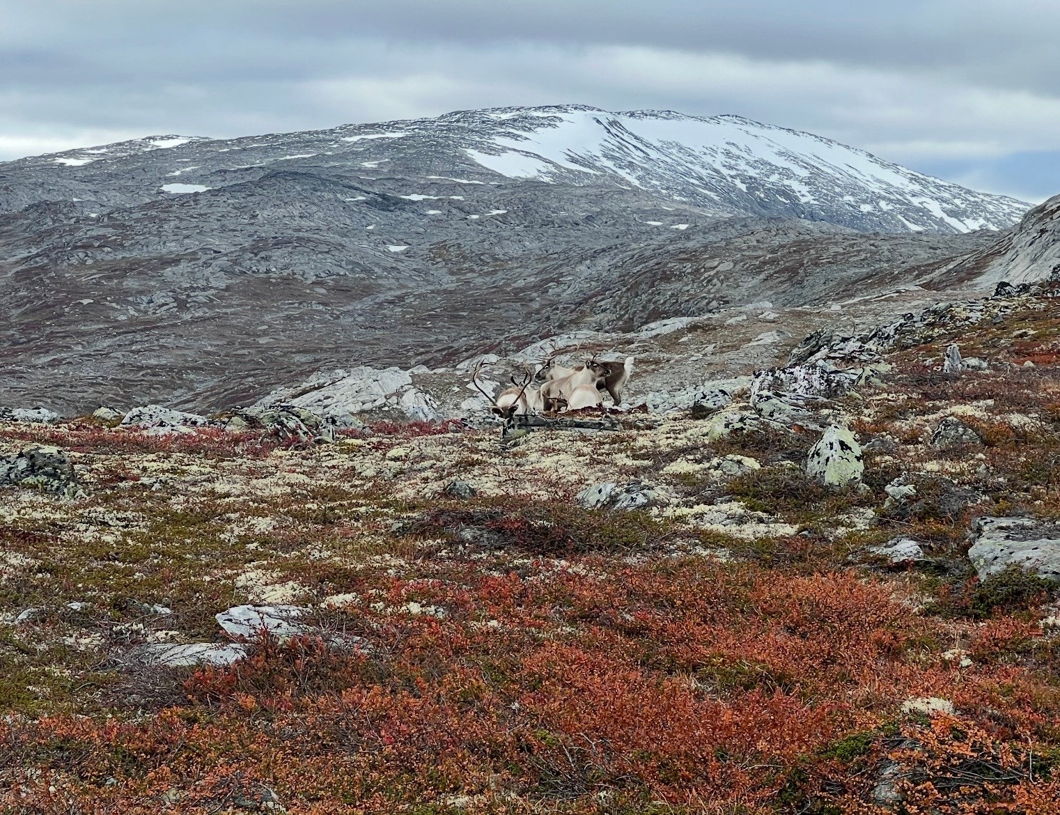 Selgers bilde - I Reinheimen nasjonalpark er det rikt dyreliv og uberørt natur. På bildet ser man reinsdyr. Galleribilde
