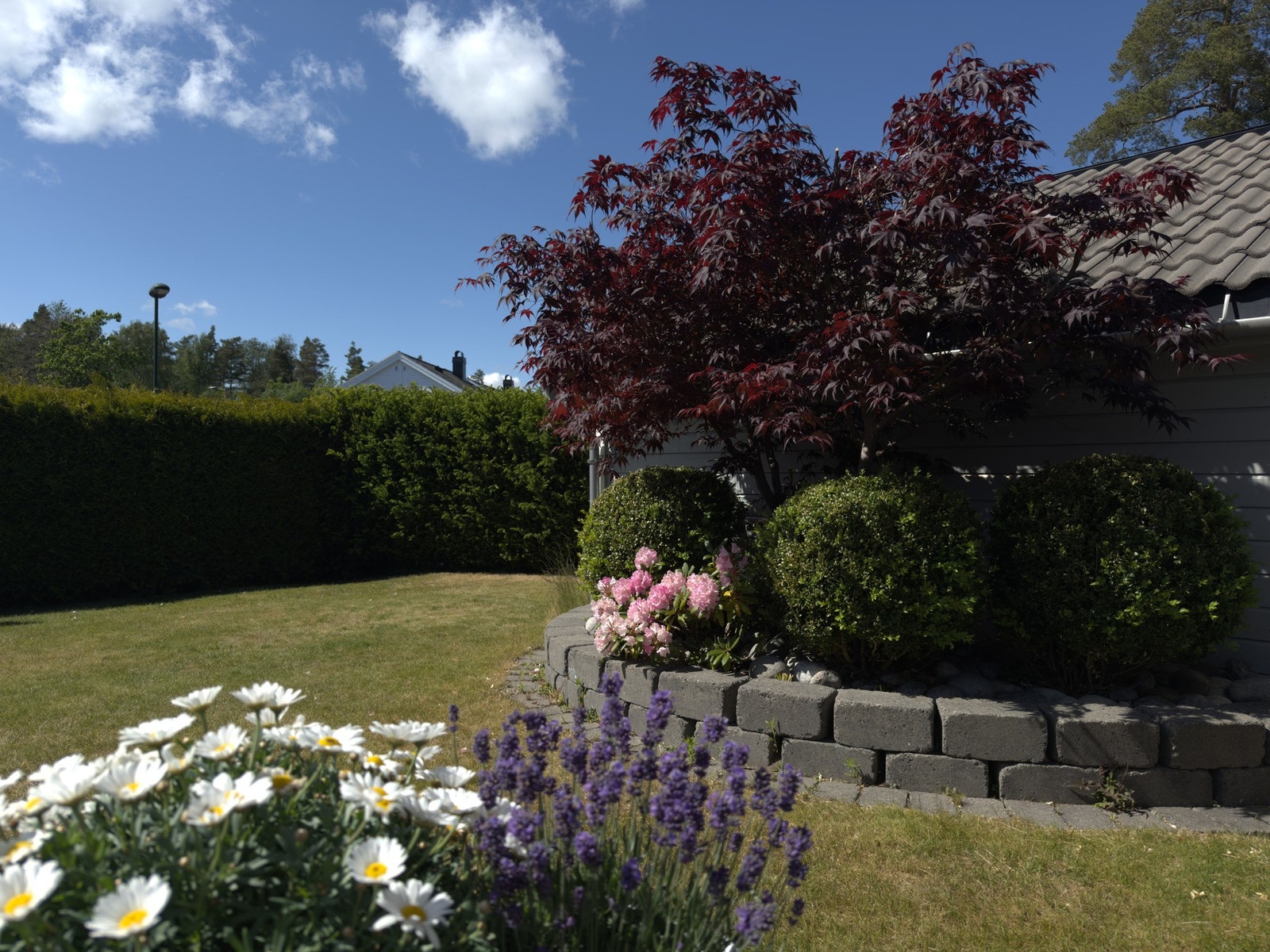 Sommerbilde fra hagen. Galleribilde