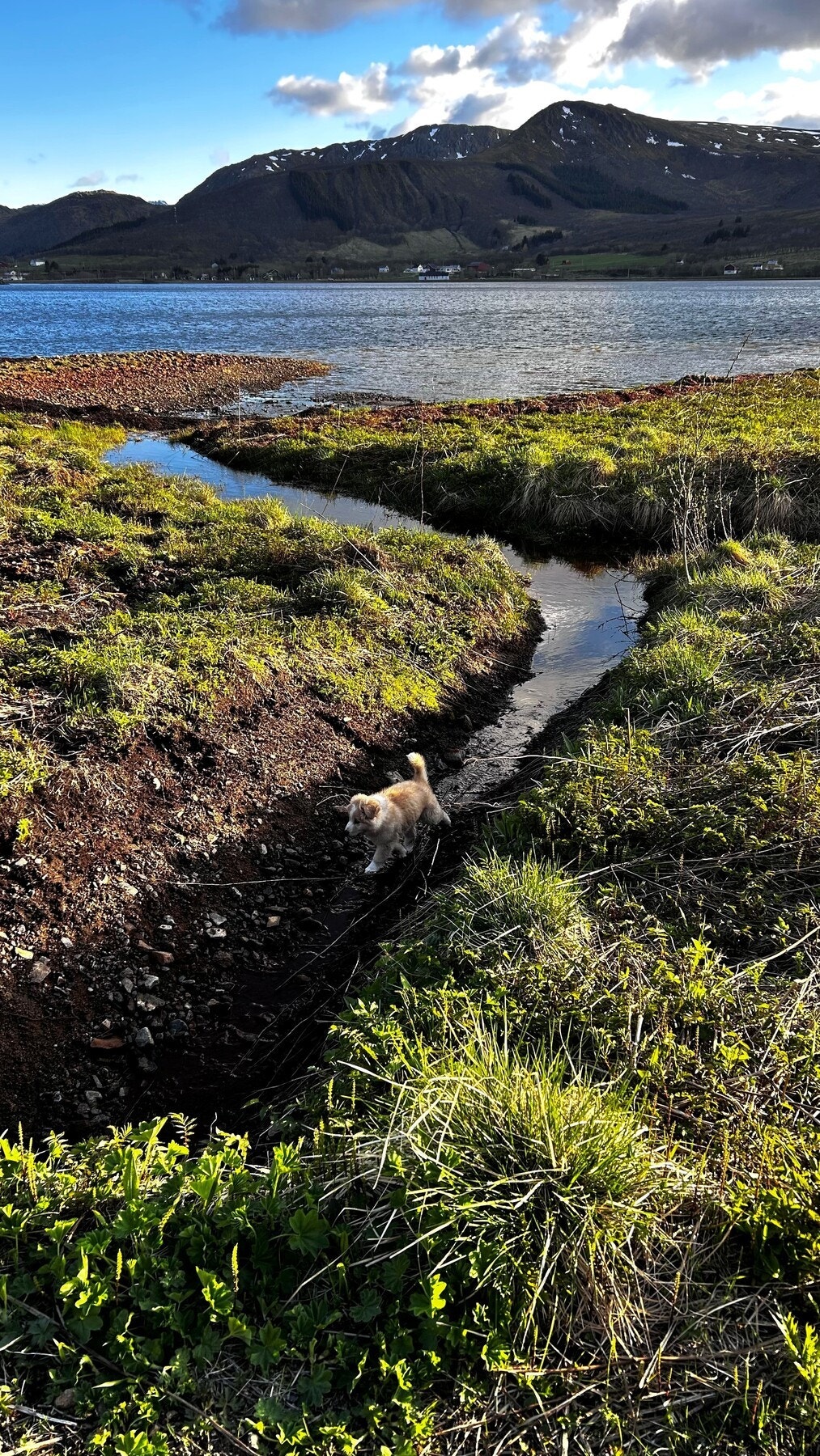 Bilde fra selger. Galleribilde