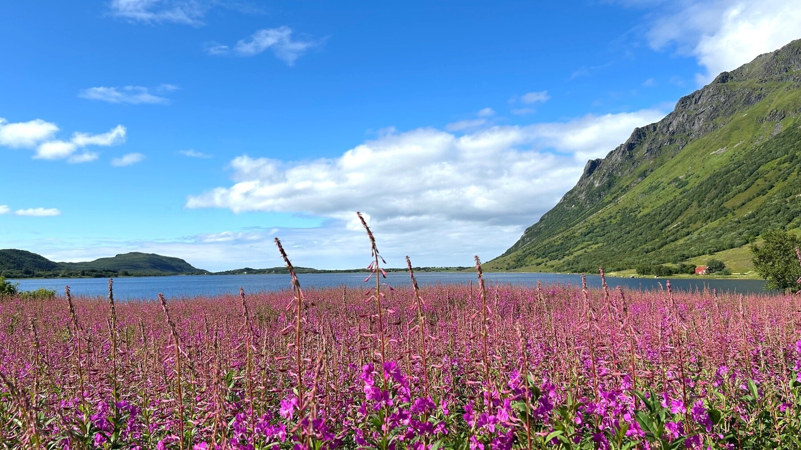 Bilde fra selger. Galleribilde