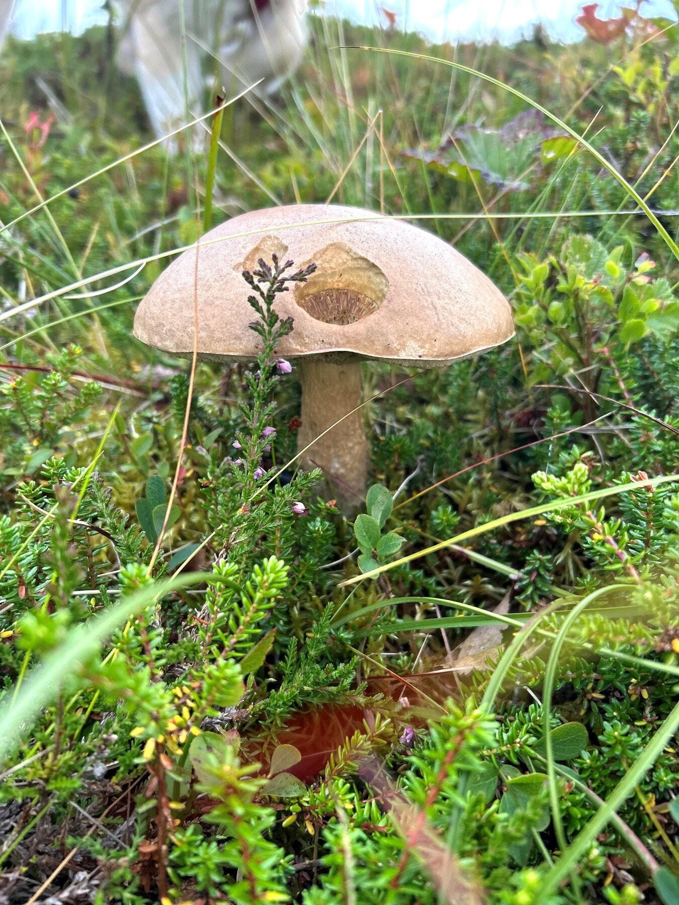 Bilde fra selger. Galleribilde