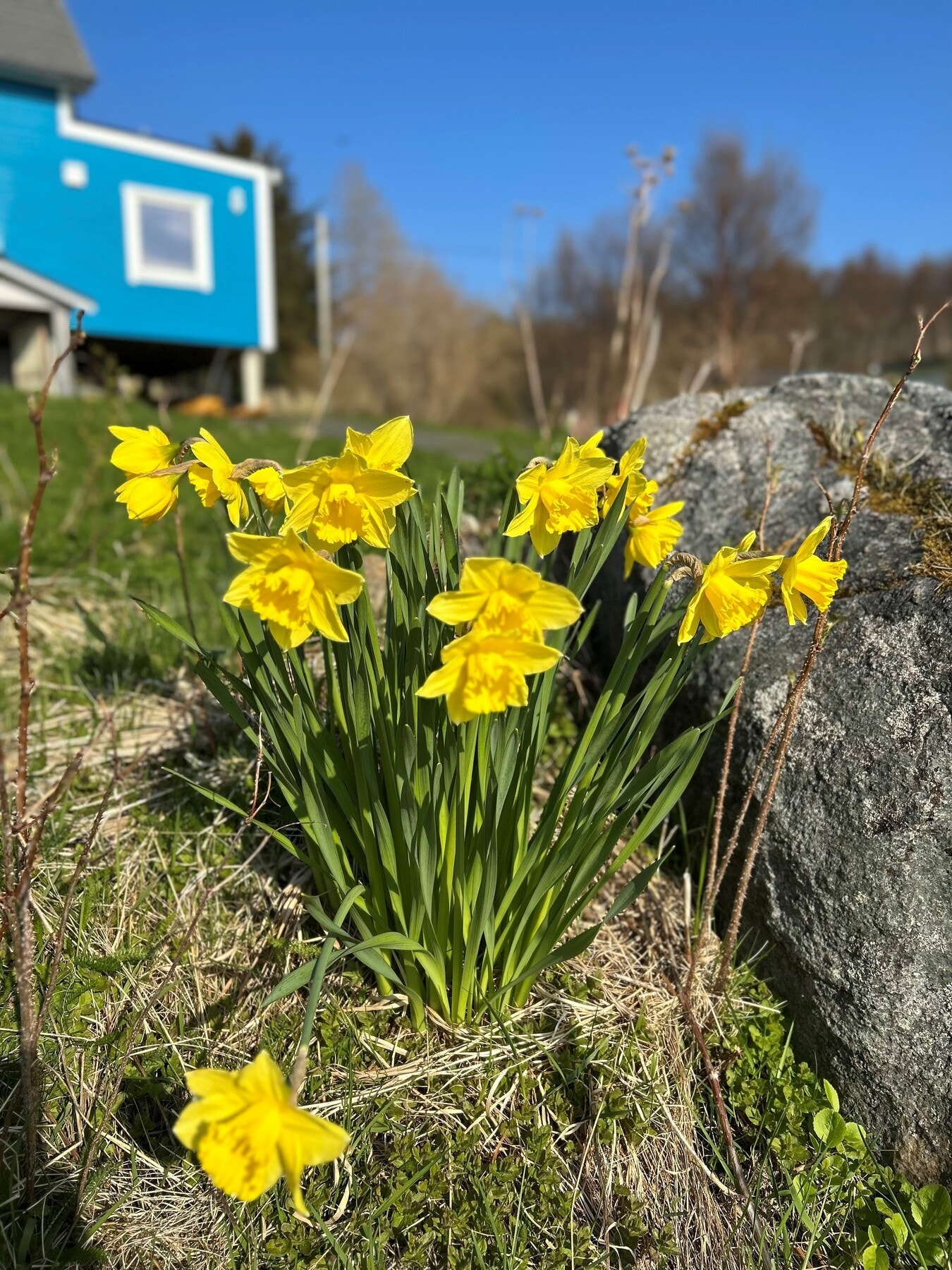 Bilde fra selger. Galleribilde