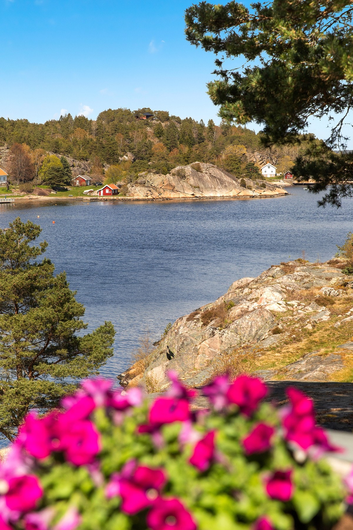 Sommeridyll med blomster og sjøutsikt. Galleribilde