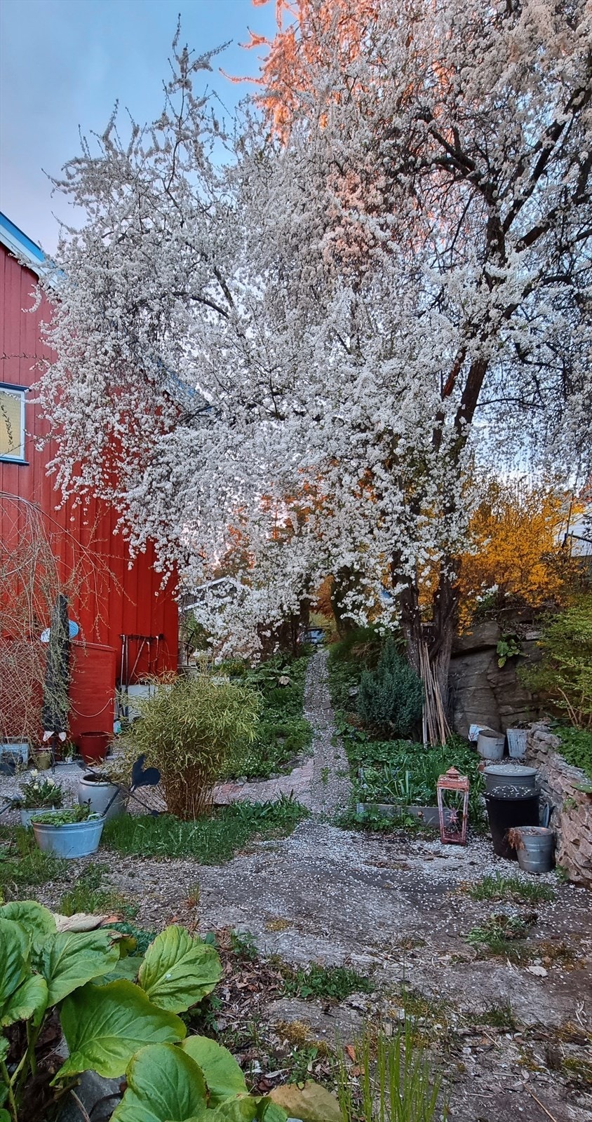 Selgers private sommerbilder - Hage mai Mirabelletre blomstring. Galleribilde