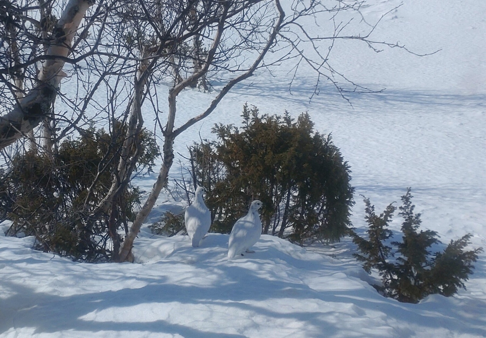 Selgers foto Galleribilde