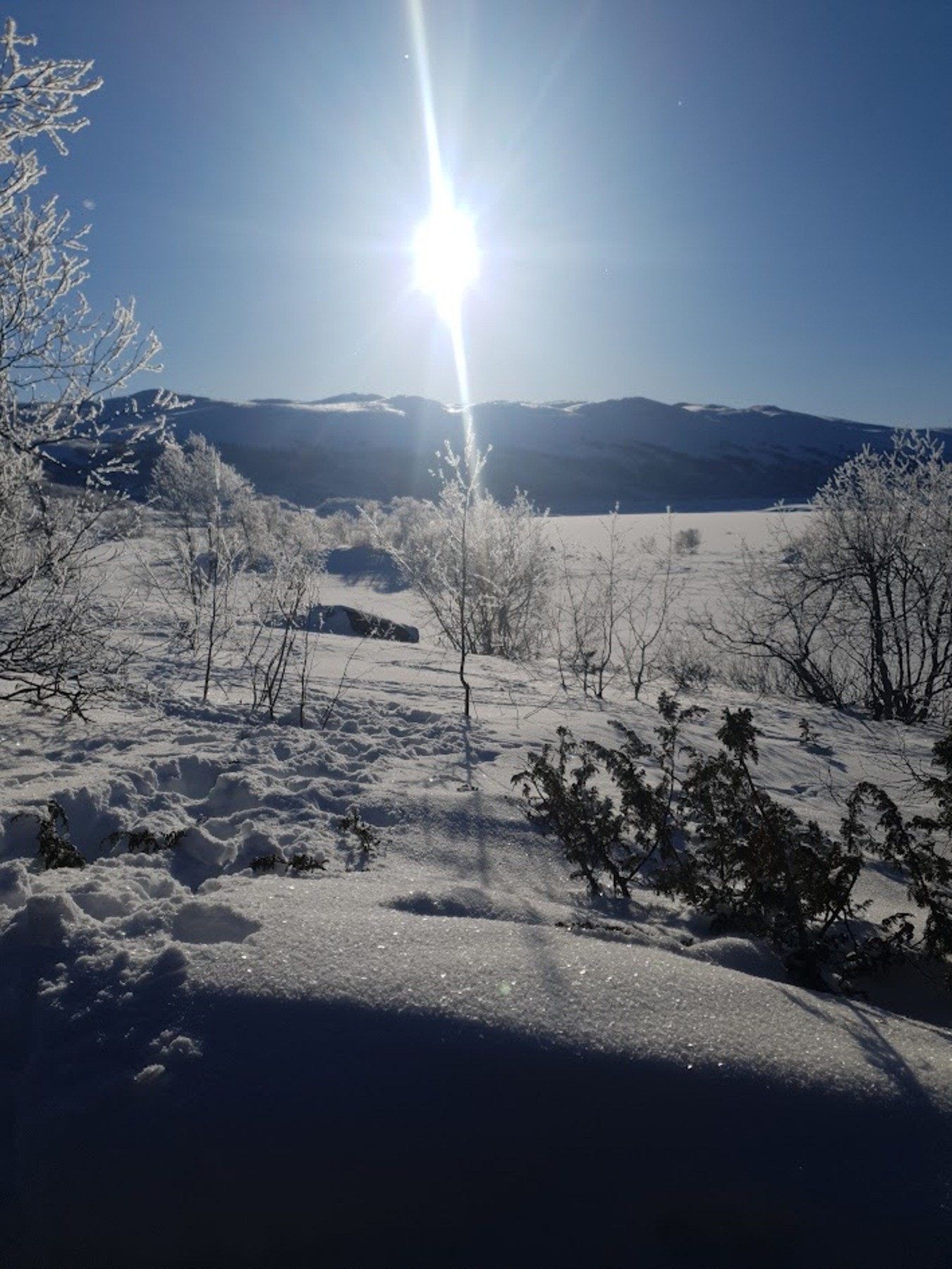 Selgers foto Galleribilde