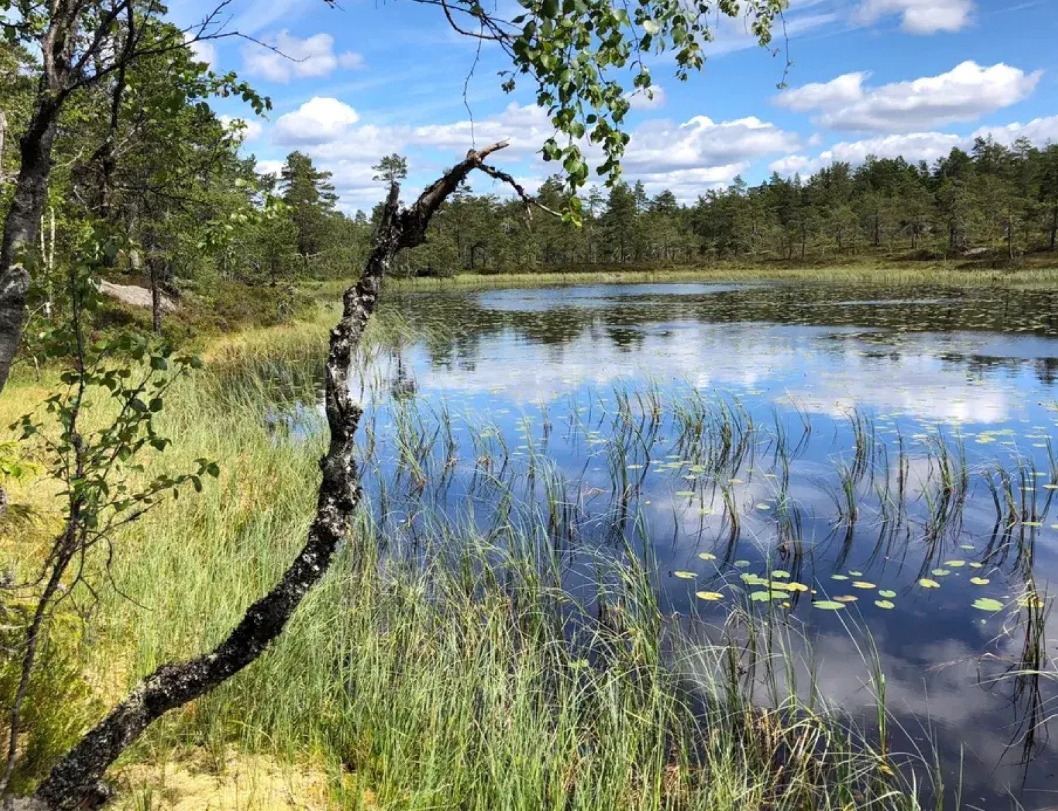 Illustrasjonsbilder fra nærområdet Galleribilde