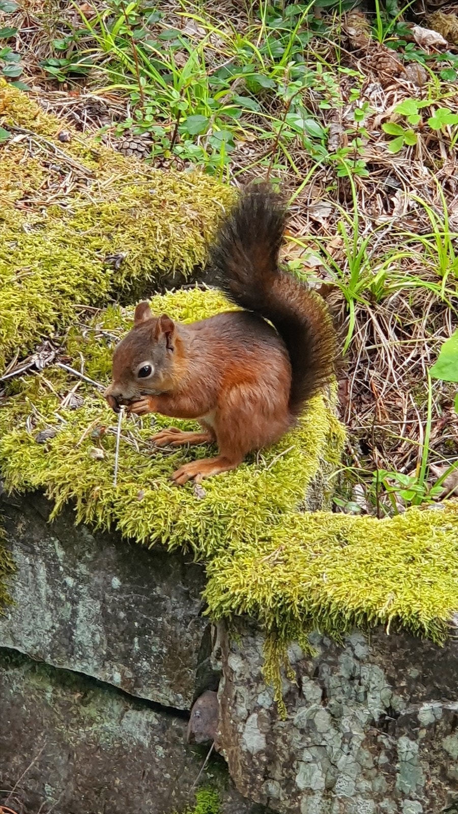 Selgers bilde Galleribilde