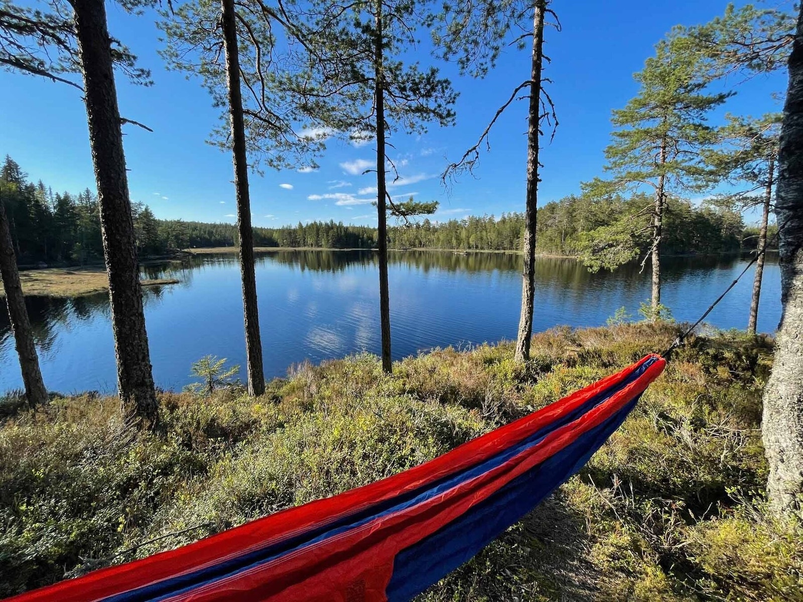 Ypperlige trær for hengekøyer! Galleribilde