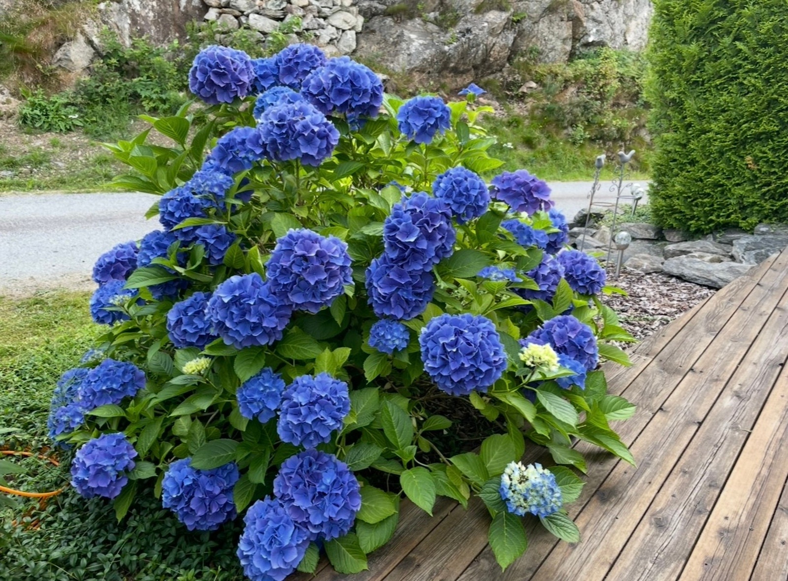 Selgers stemningsbilde av flott blomsterbusk Galleribilde
