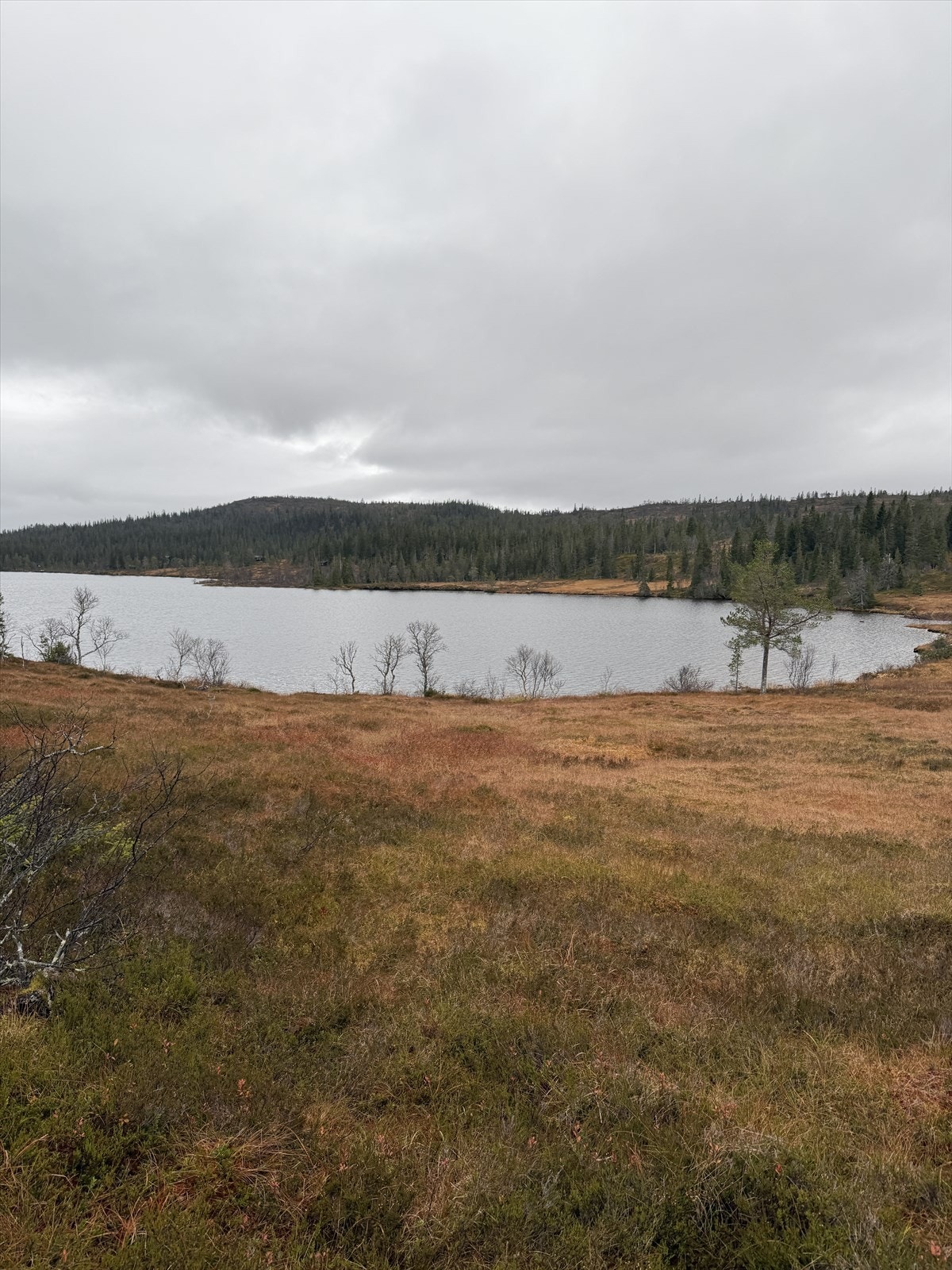 Mot Finnbekken sett fra stien. Galleribilde