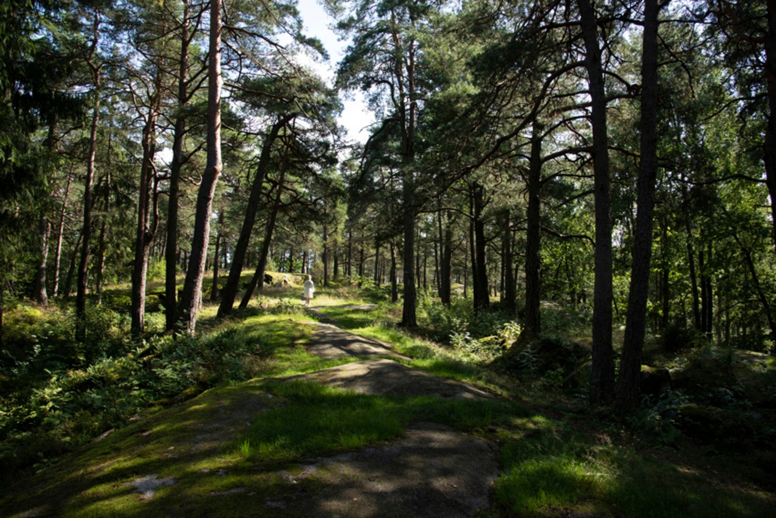 Hjertnesskogen med fine turmuligheter - perfekt for deg med hund eller dagens joggetur Galleribilde