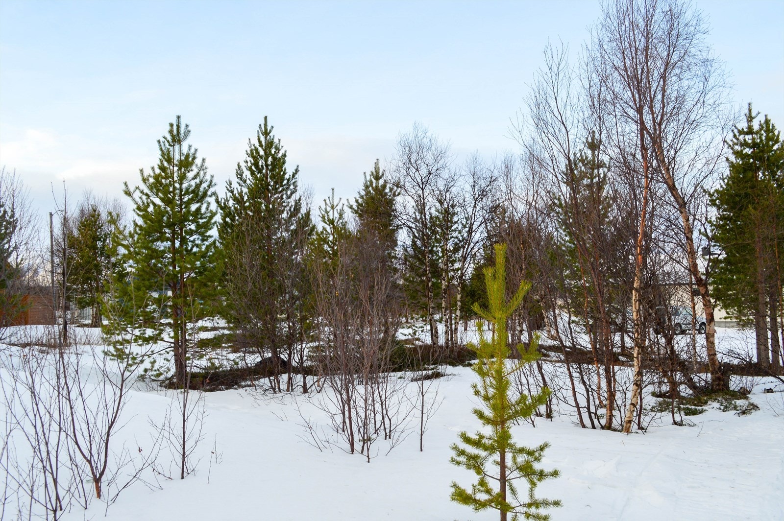 Koselig tomt med furutrær i naturskjønne omgivelser. Perfekt for friluftsentusiaster som ønsker ro og vakker natur året rundt. Galleribilde