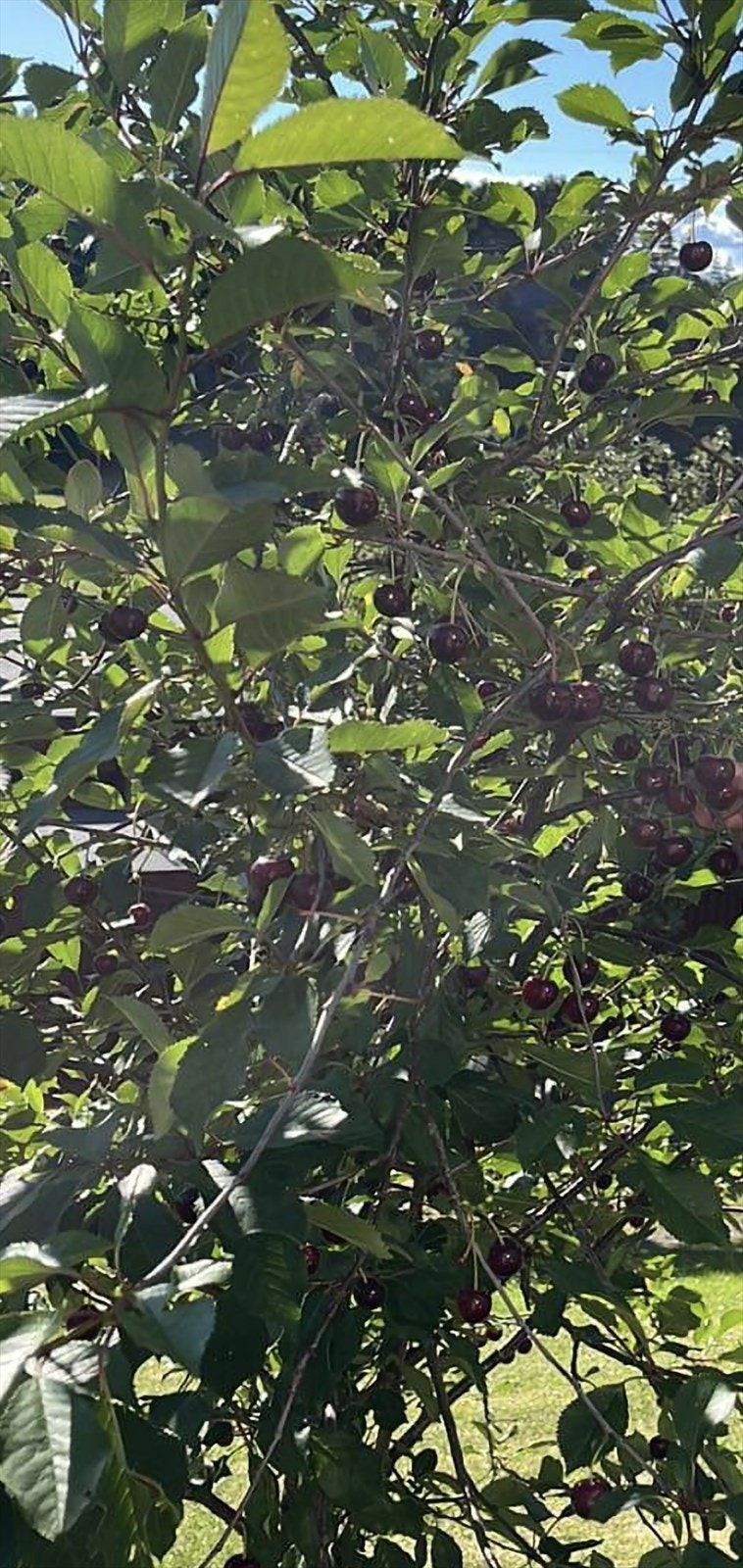 Herlige moreller rett utenfor. Galleribilde