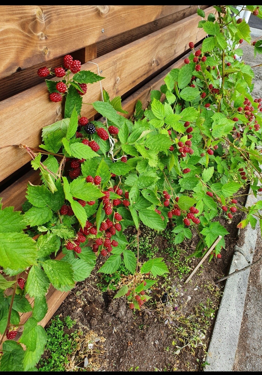 Bringebær i fellesområde. Galleribilde