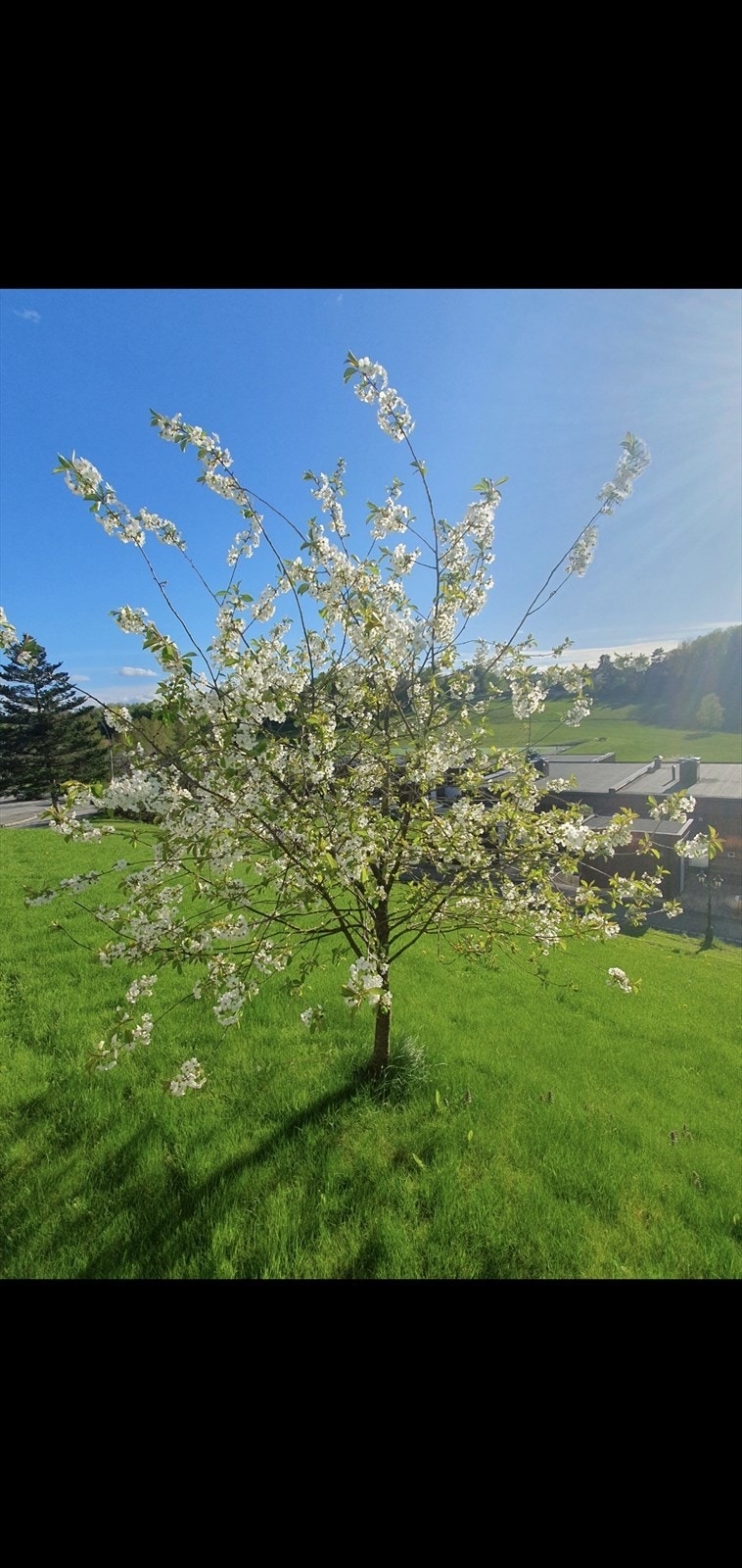 På sommeren forvandles fellesområde til en grønn oase. Nydelig kirsebærtre rett på utsiden. Galleribilde