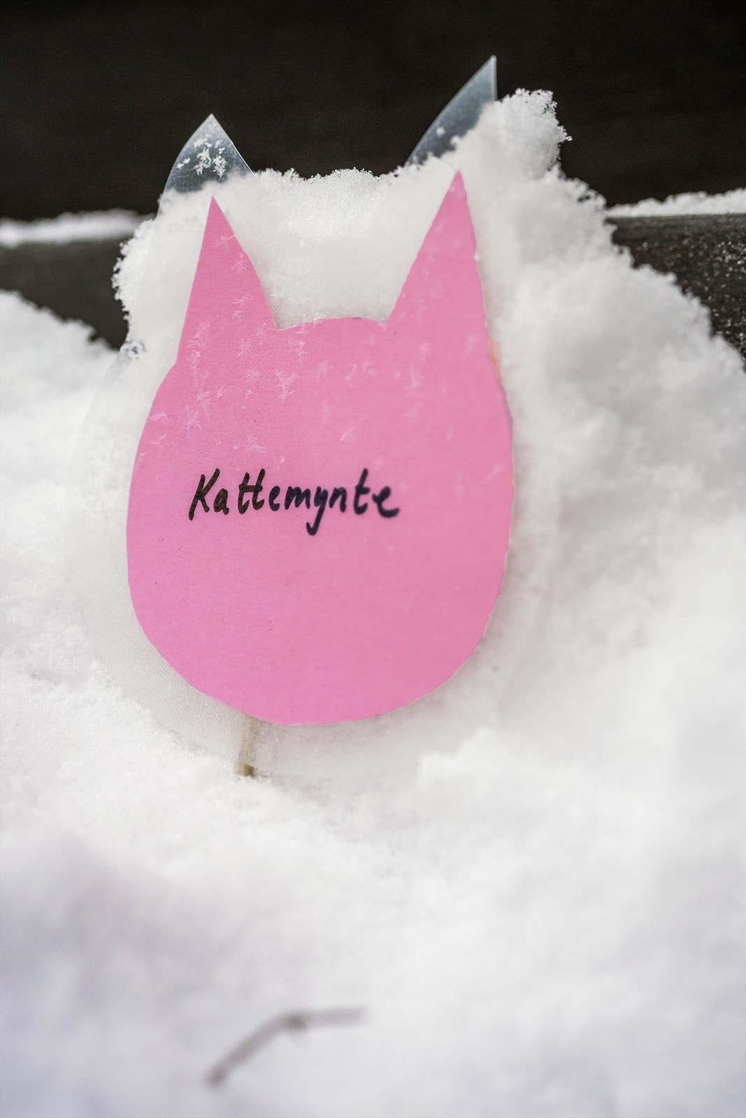 Kantemynte er en flerårig urt Galleribilde