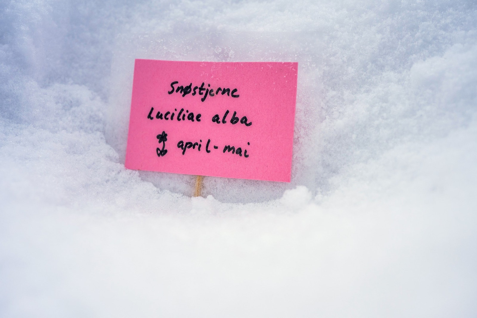 Snøstjerne "Alba" er en hardfør løkplante som blomstrer tidlig om våren med rent, hvite, stjerneformede blomster, ofte gjennom snøen Galleribilde