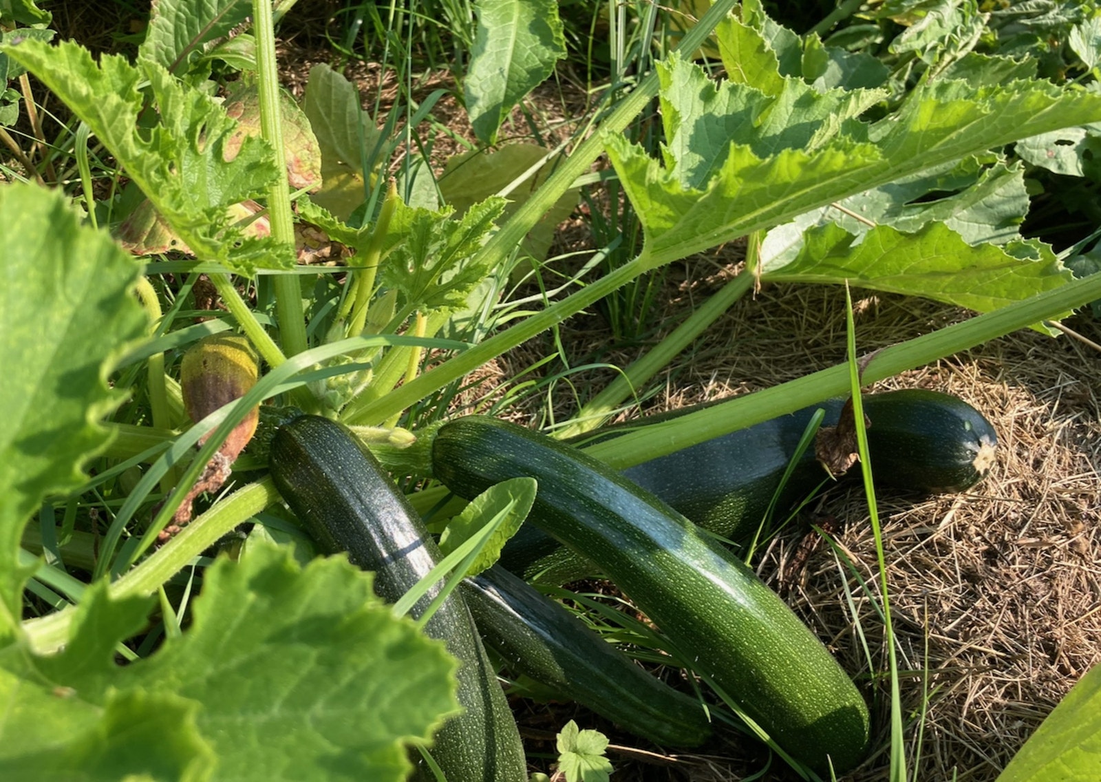Squash. Galleribilde