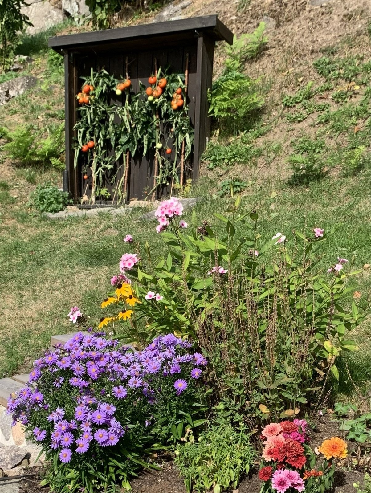 Tomathuset i skråningen gir godt med avling Galleribilde