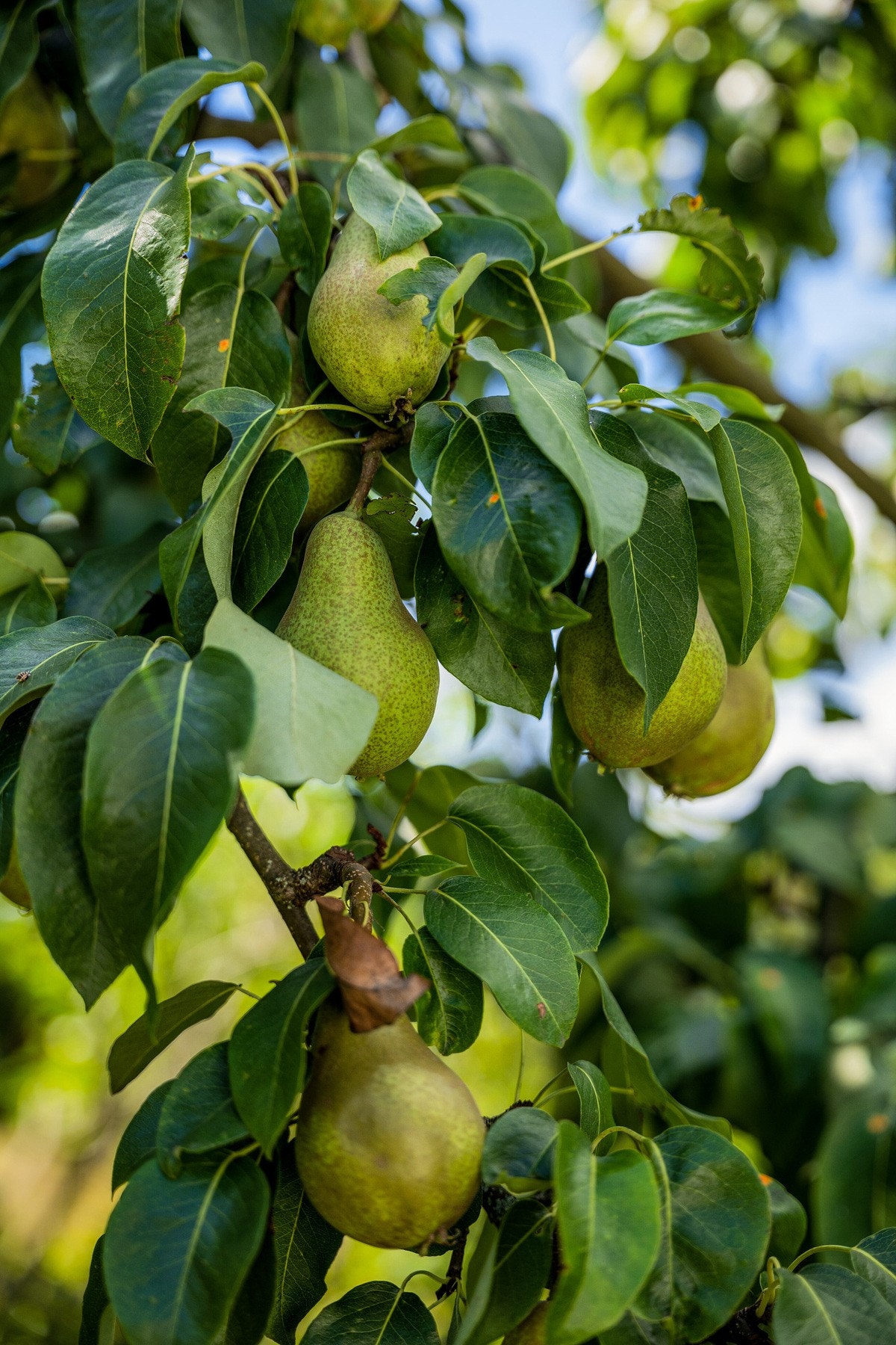 Smakfulle pærer rett fra egen hage. Galleribilde