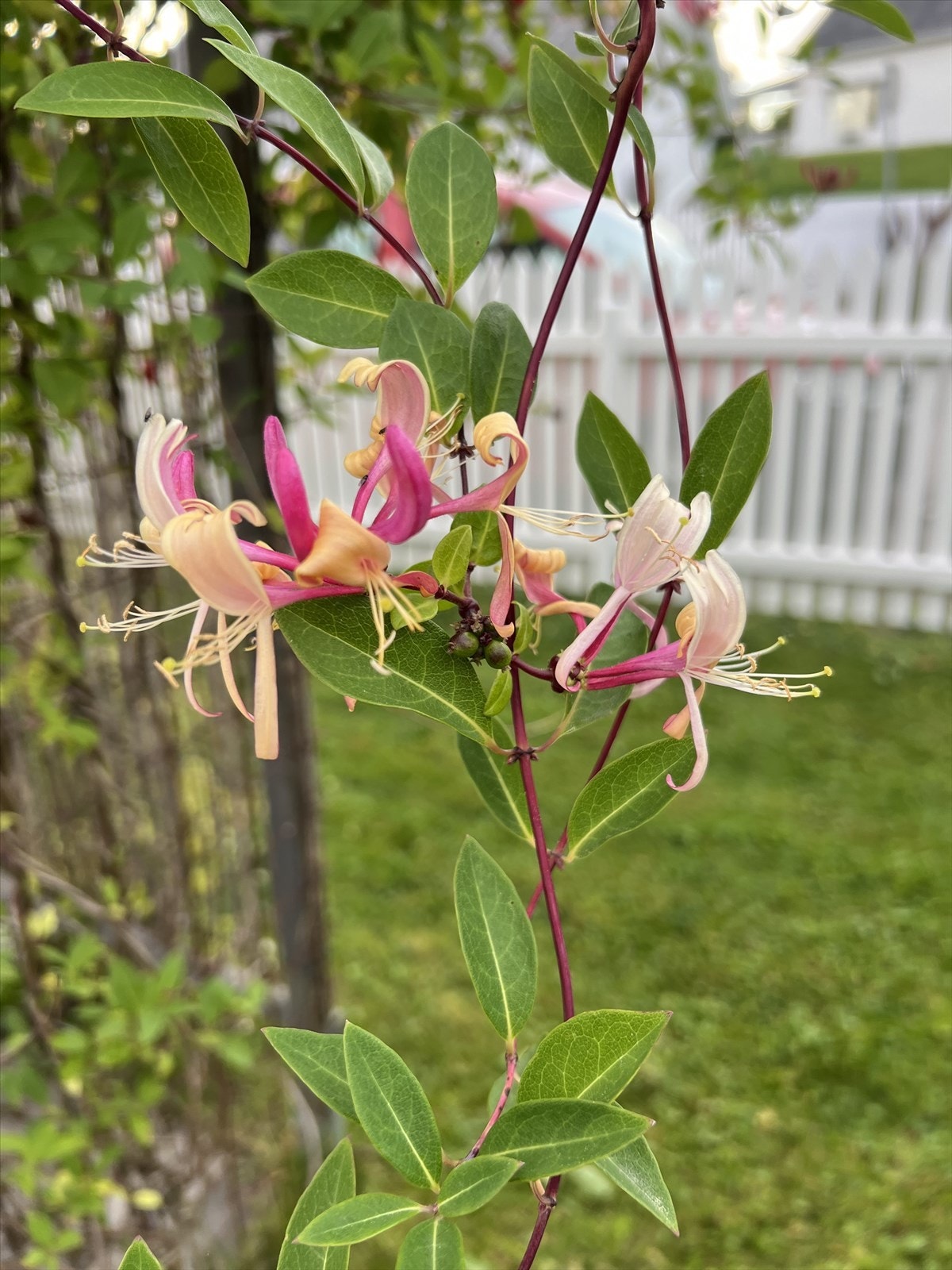 Selgers private sommerbilde. Galleribilde