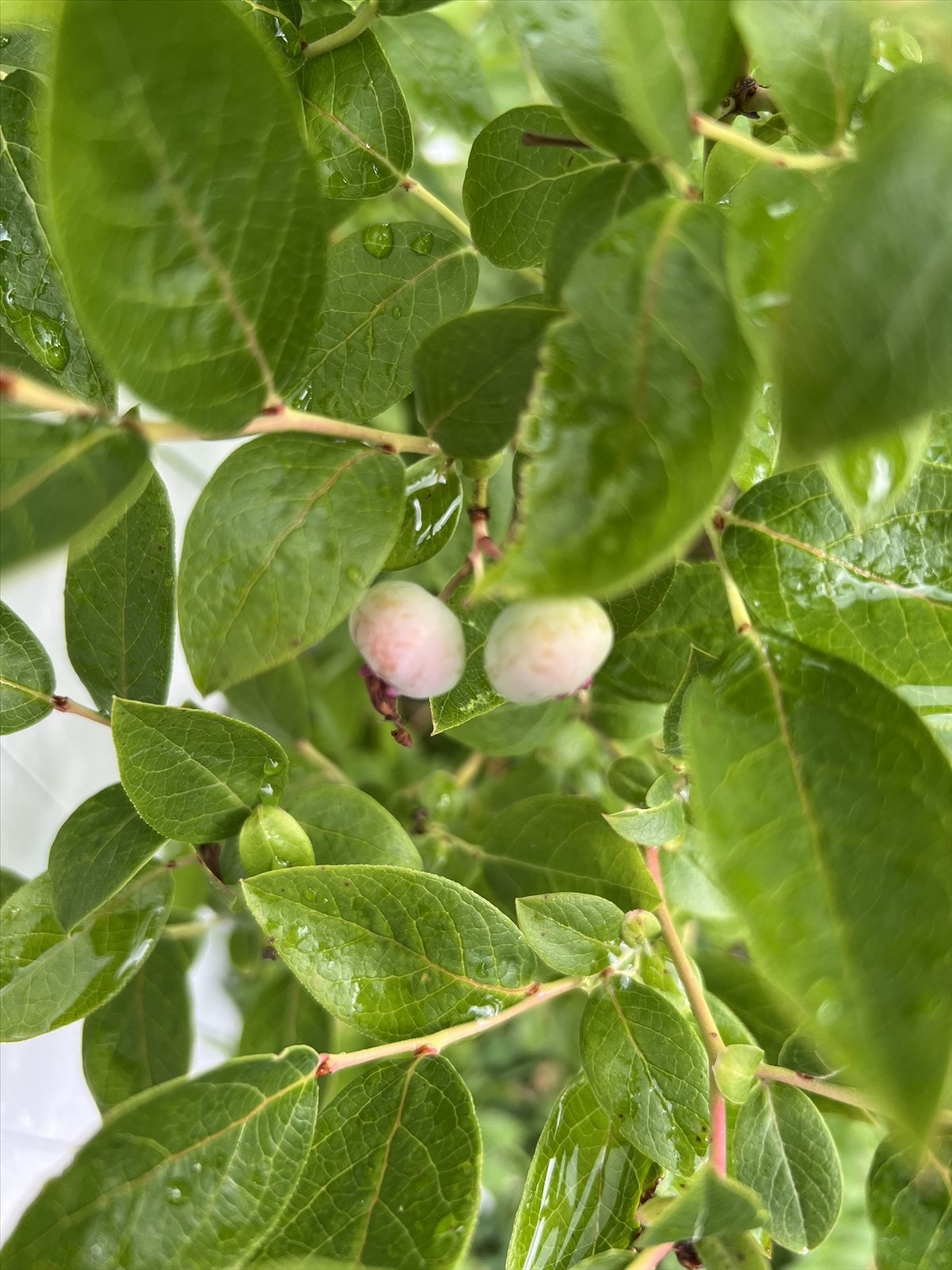 Selgers private sommerbilde. Galleribilde