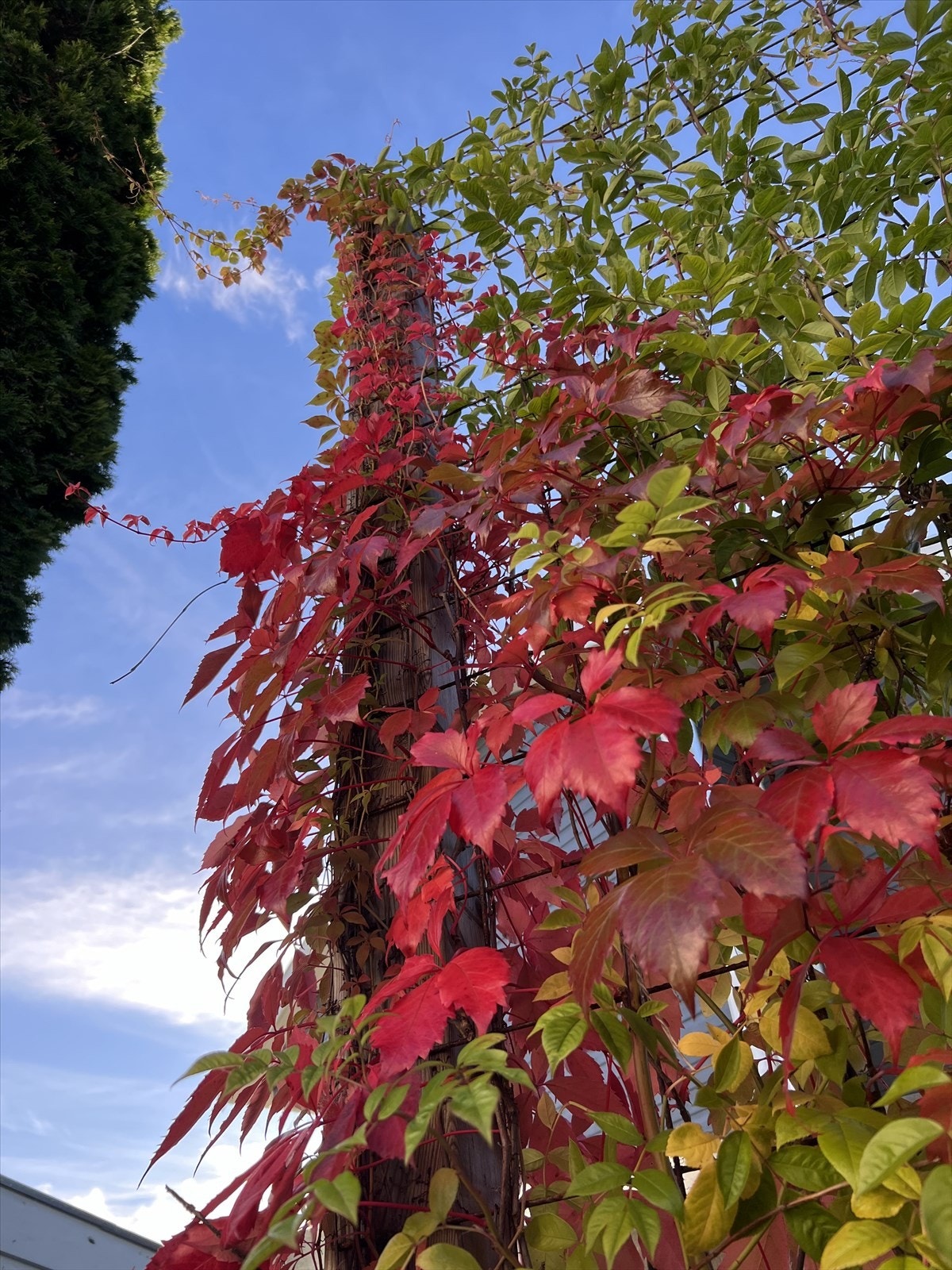 Selgers private sommerbilde. Galleribilde