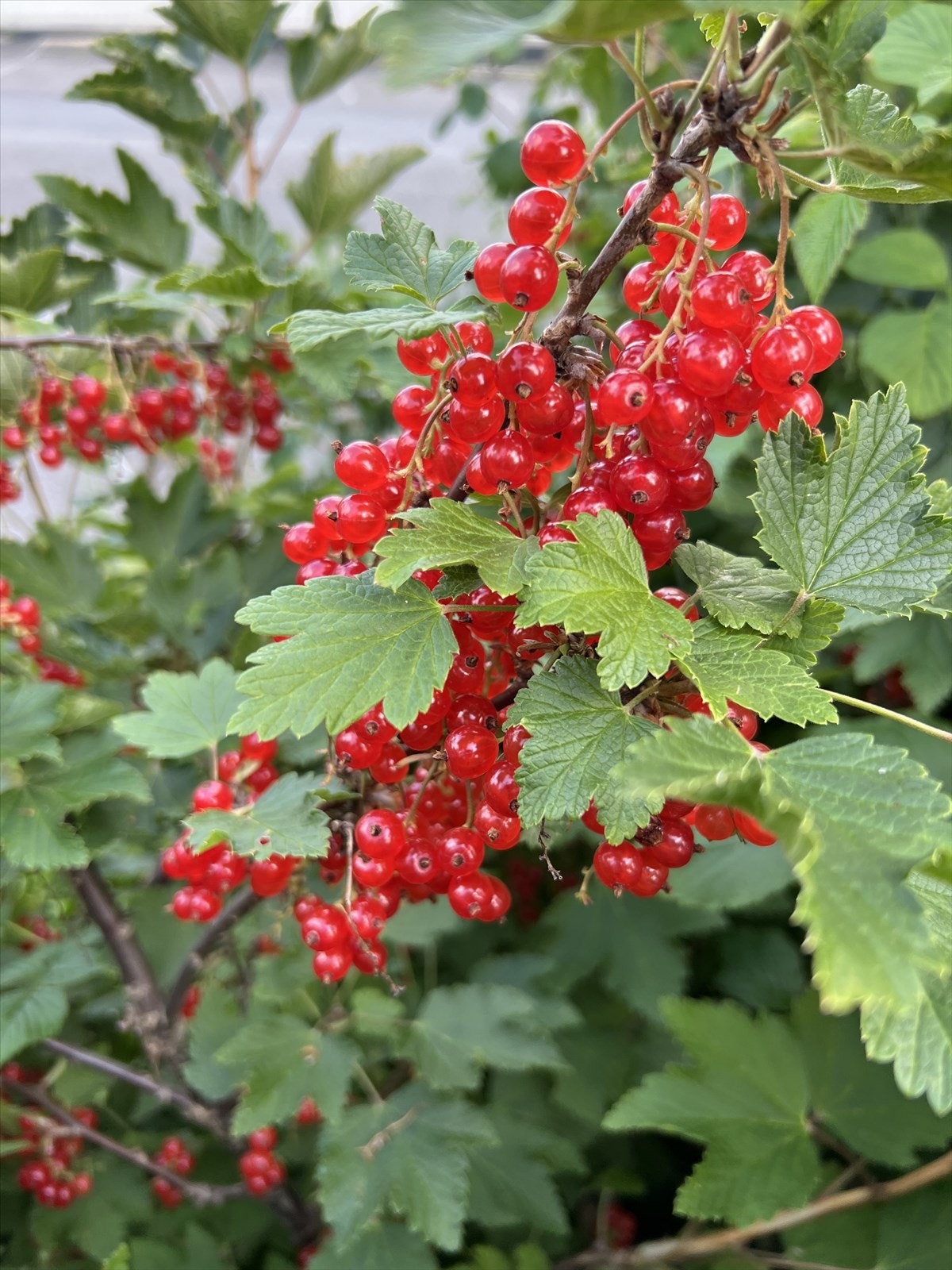 Selgers private sommerbilde. Galleribilde