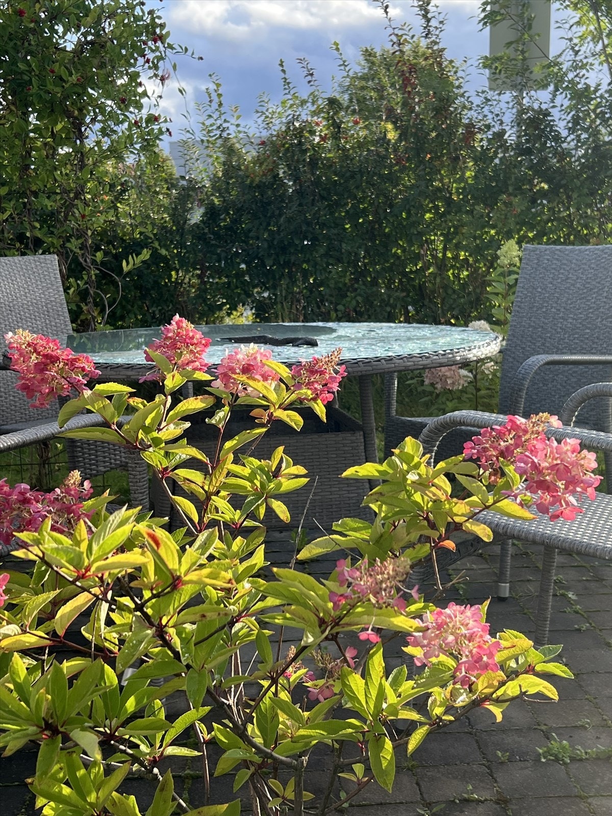 Selgers private sommerbilde. Galleribilde