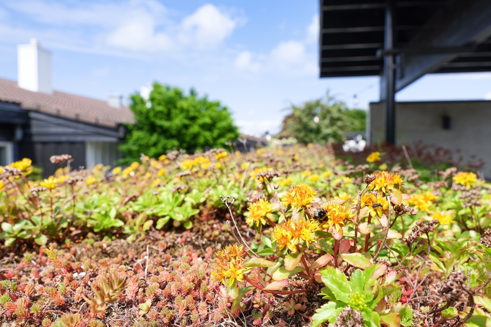 Sedum på taket på de nye utvendige bodene Galleribilde